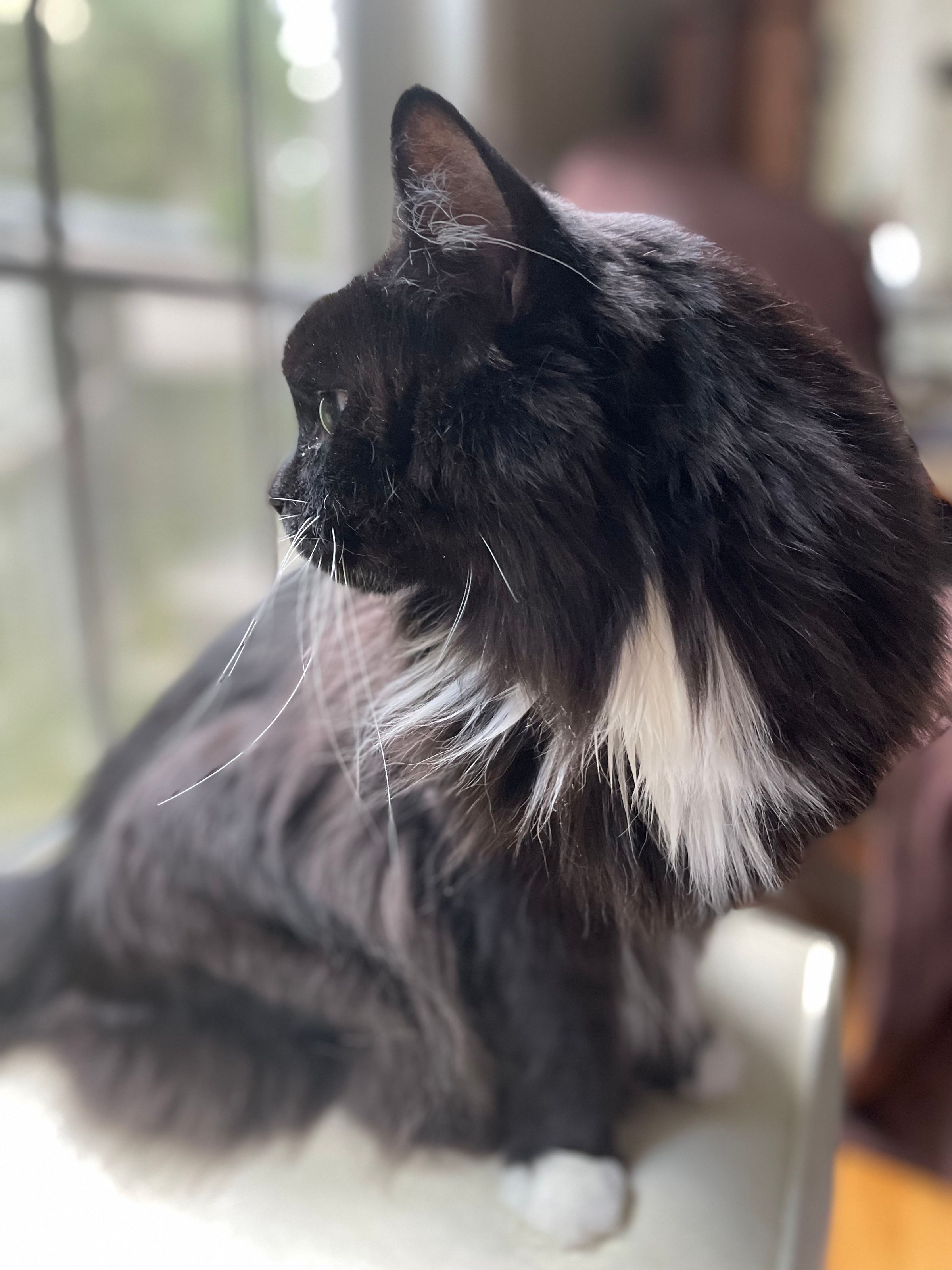 TLC4Cats's image