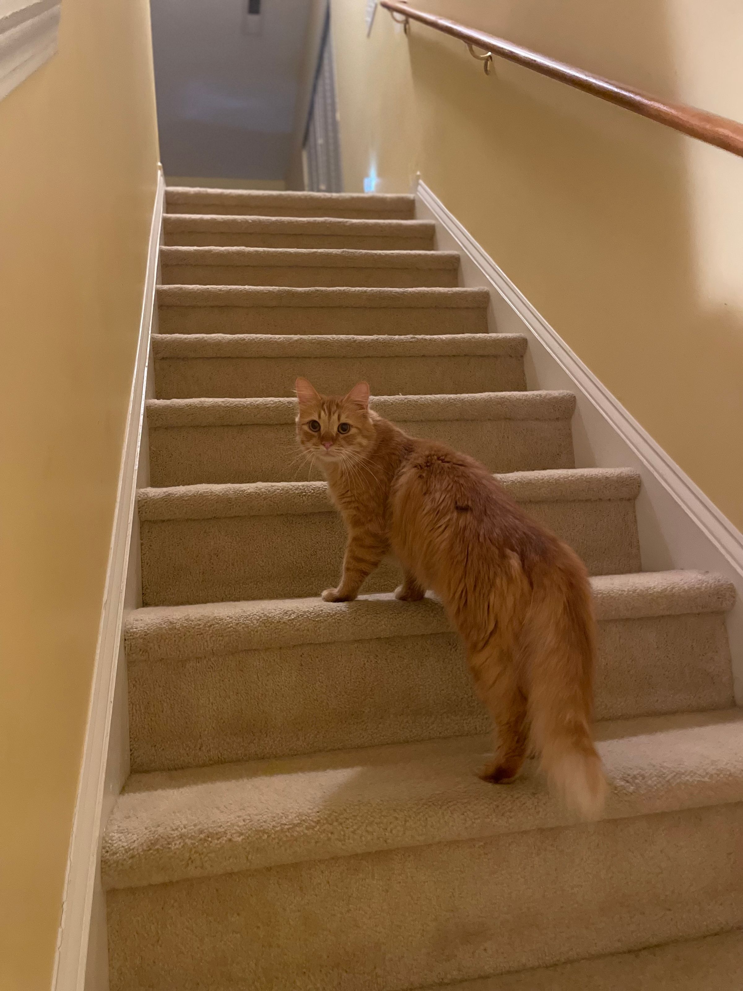 TLC4Cats's image