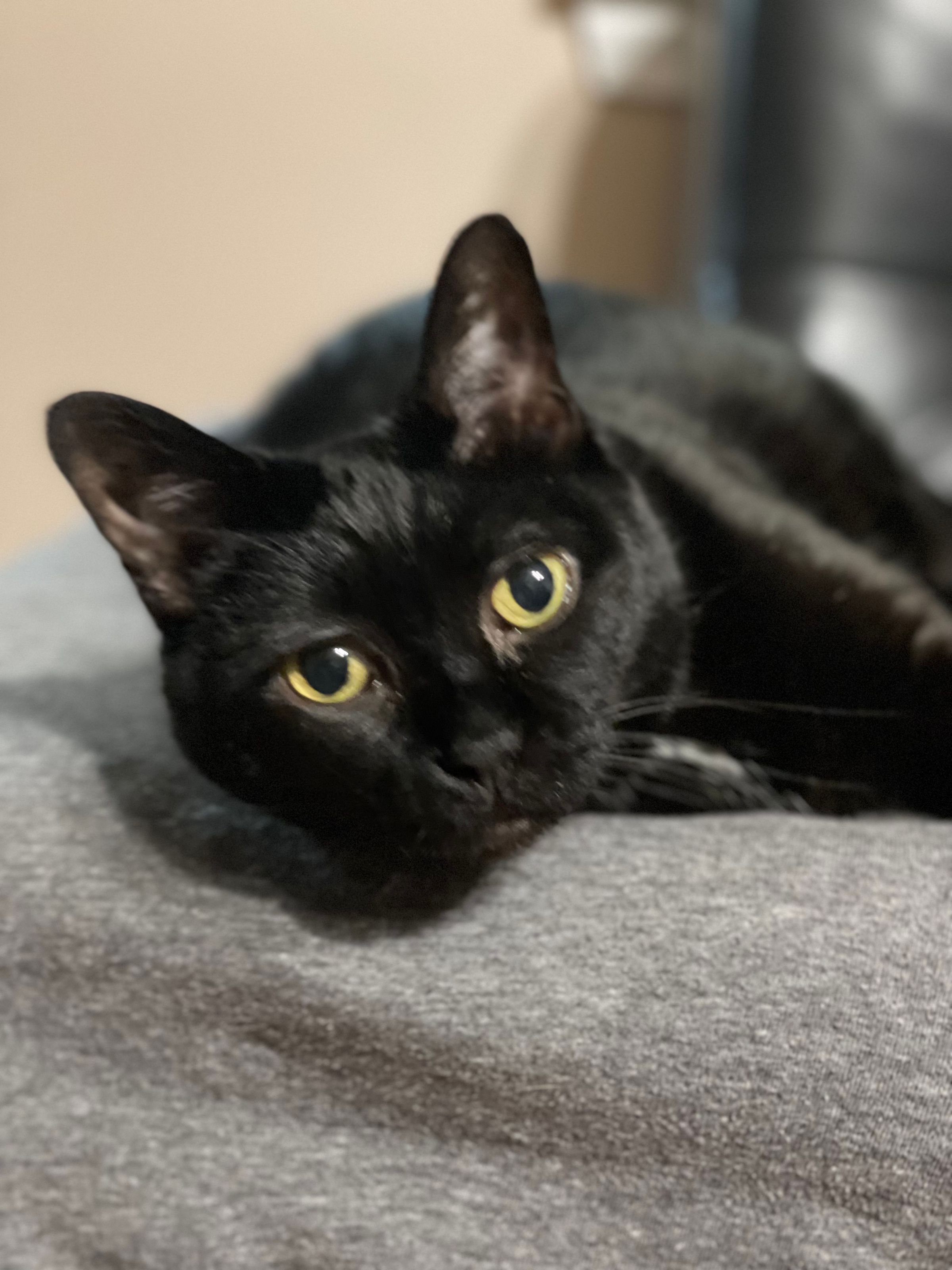 TLC4Cats's image