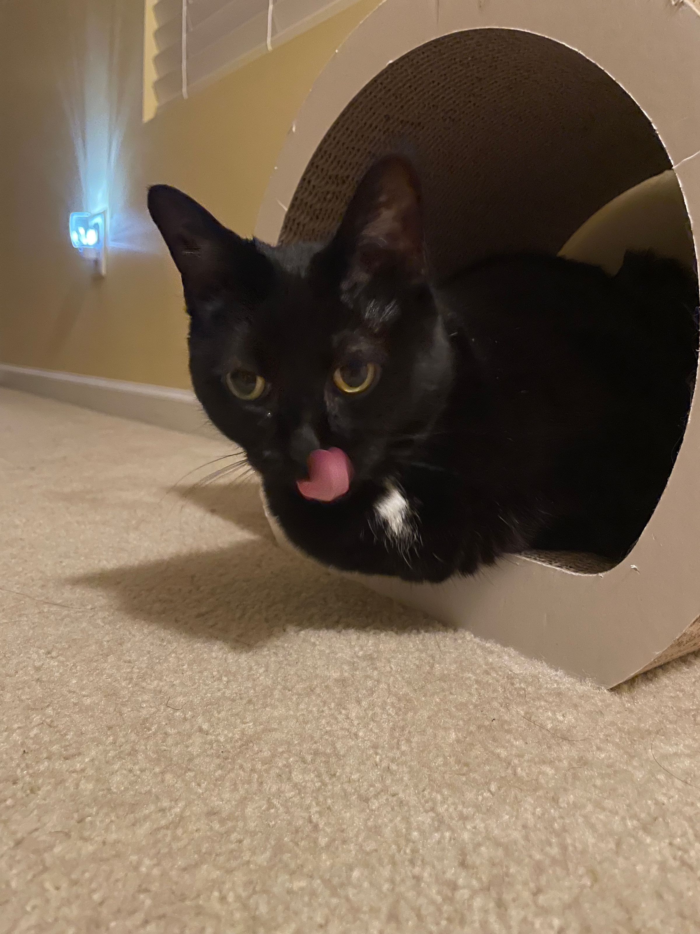 TLC4Cats's image