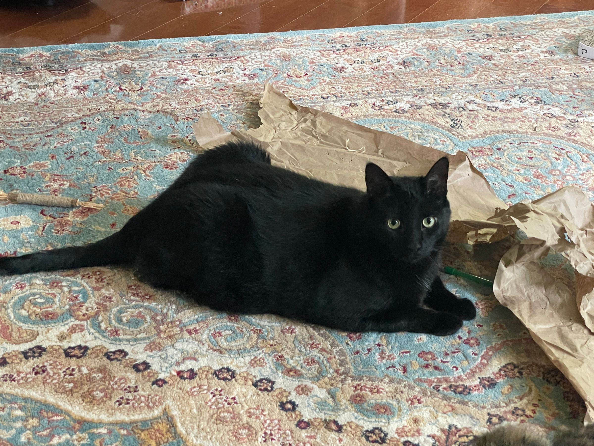 TLC4Cats's image