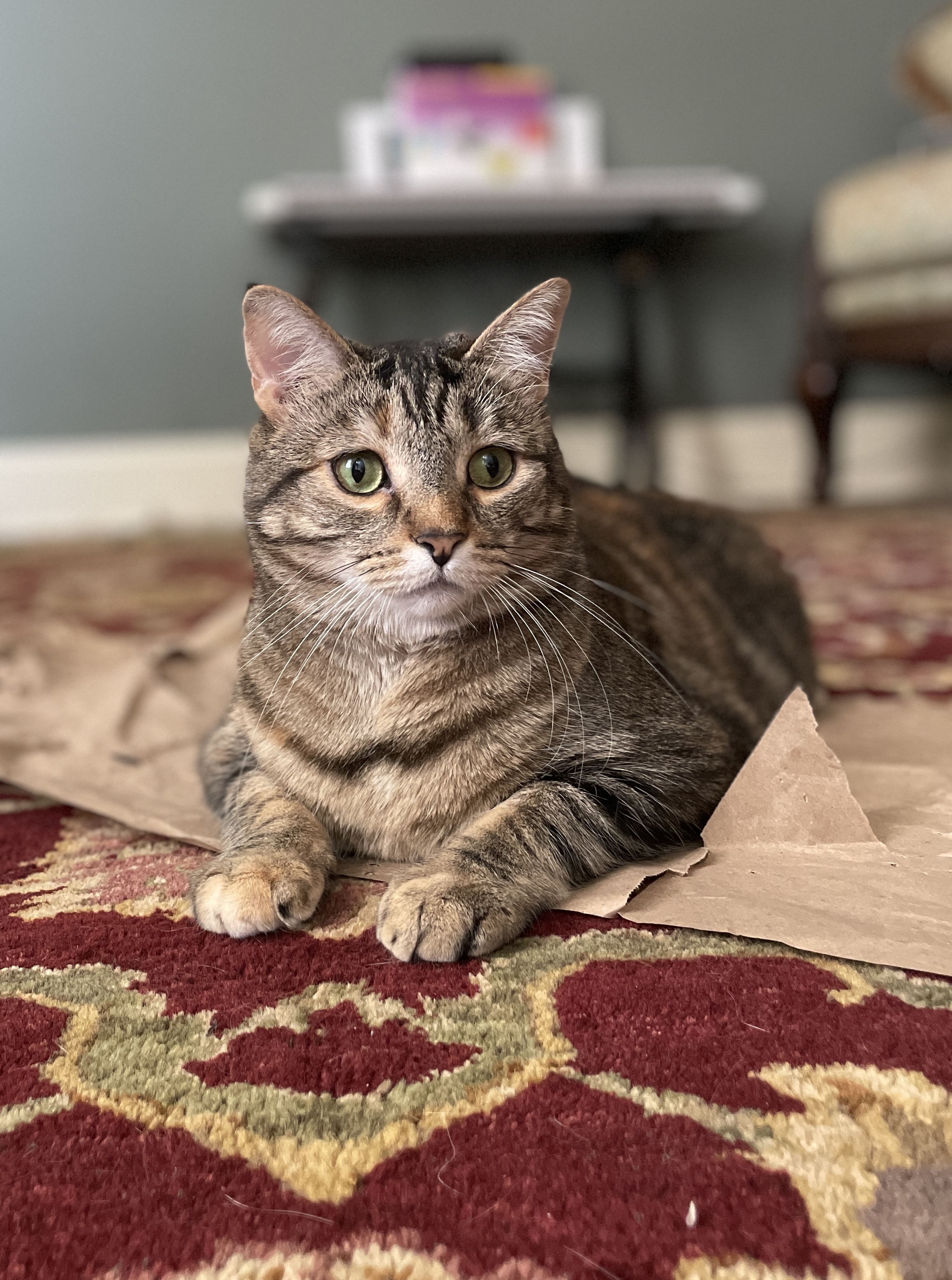 TLC4Cats's image
