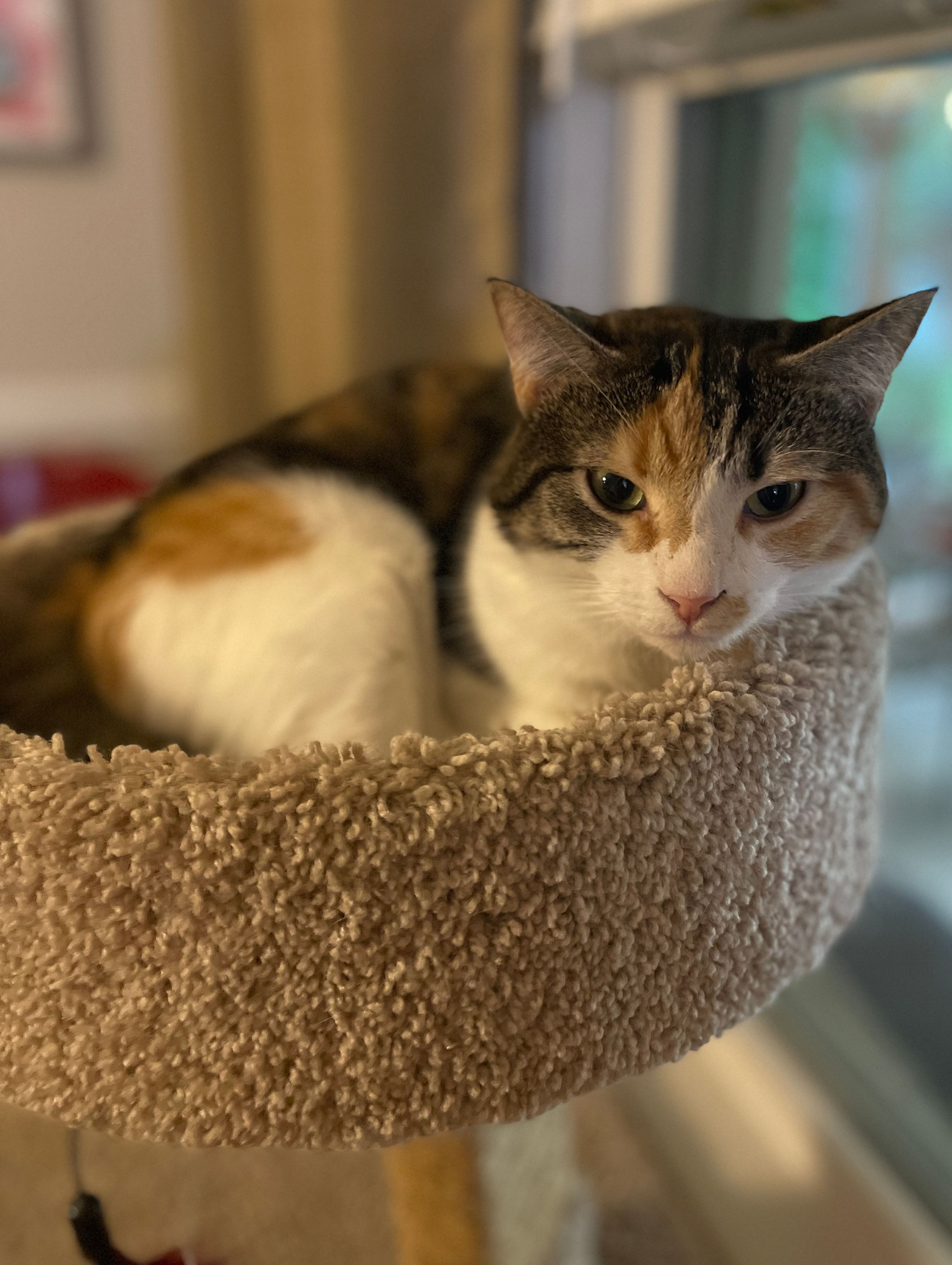 TLC4Cats's image