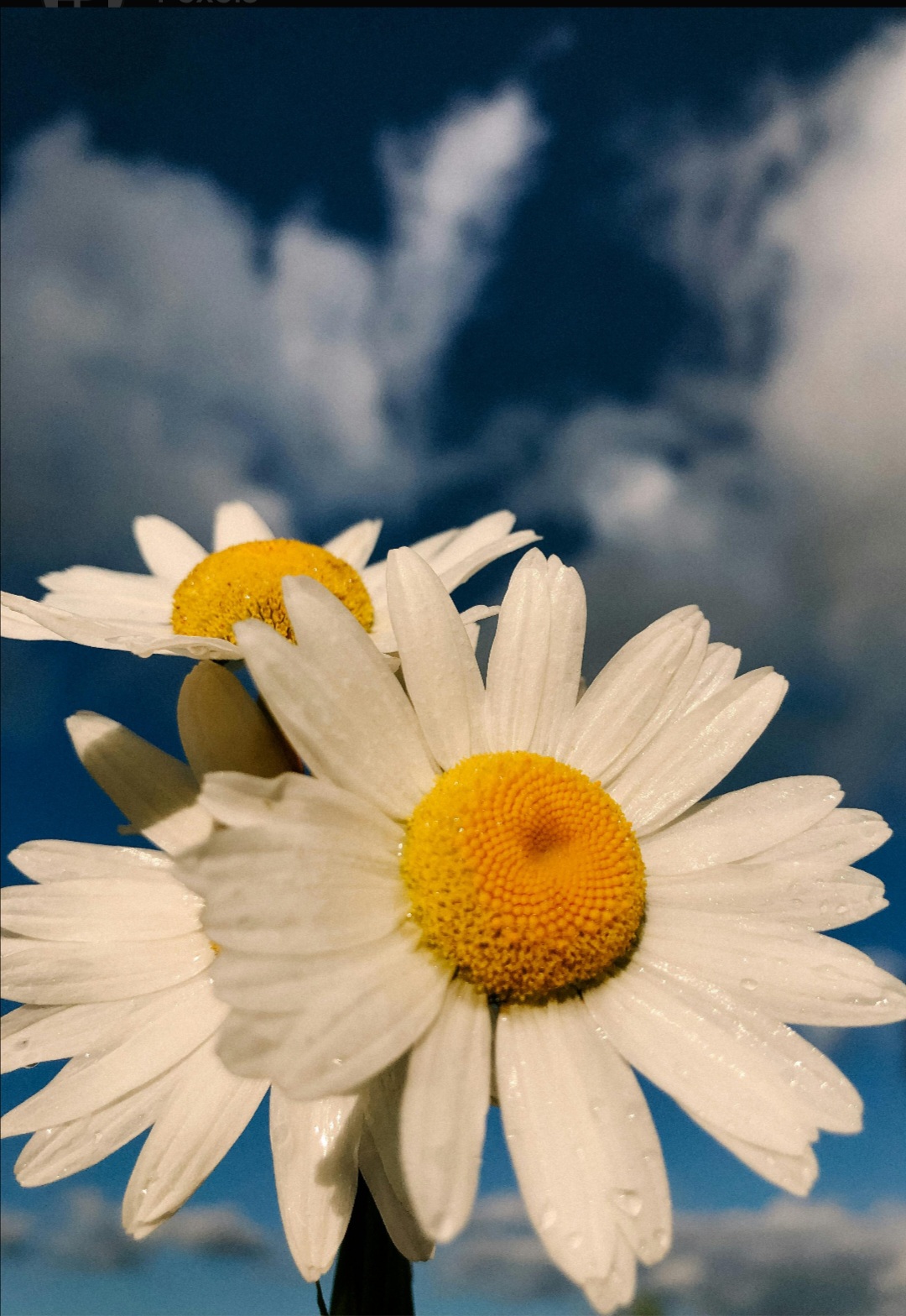Daisy Spa's image