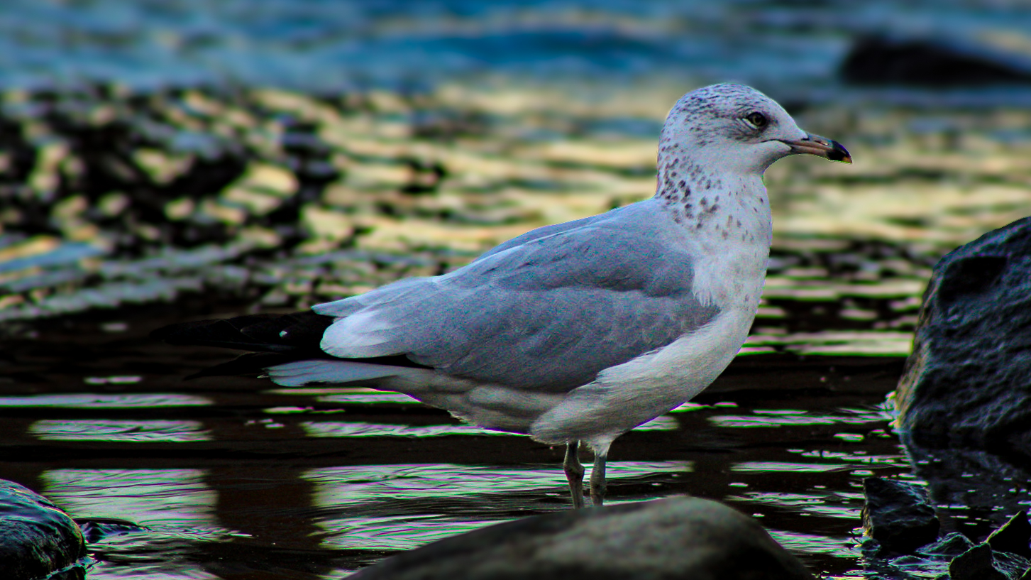 photosbypandey's image