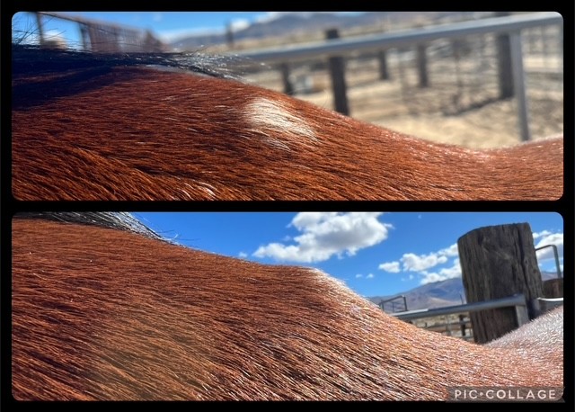 B Frosted American Cryo's image