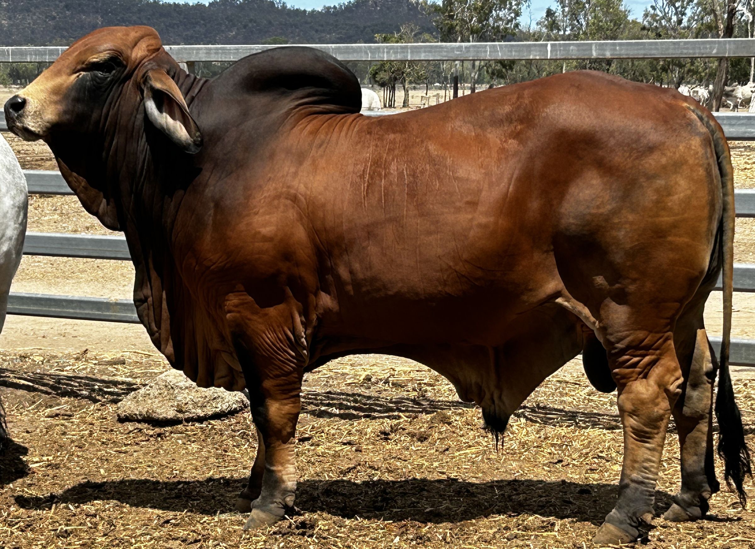 El-Ja J Brahmans 's image