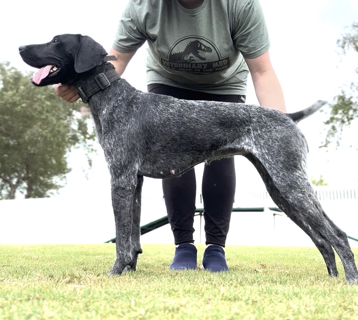 Owl Ranch GSP's image