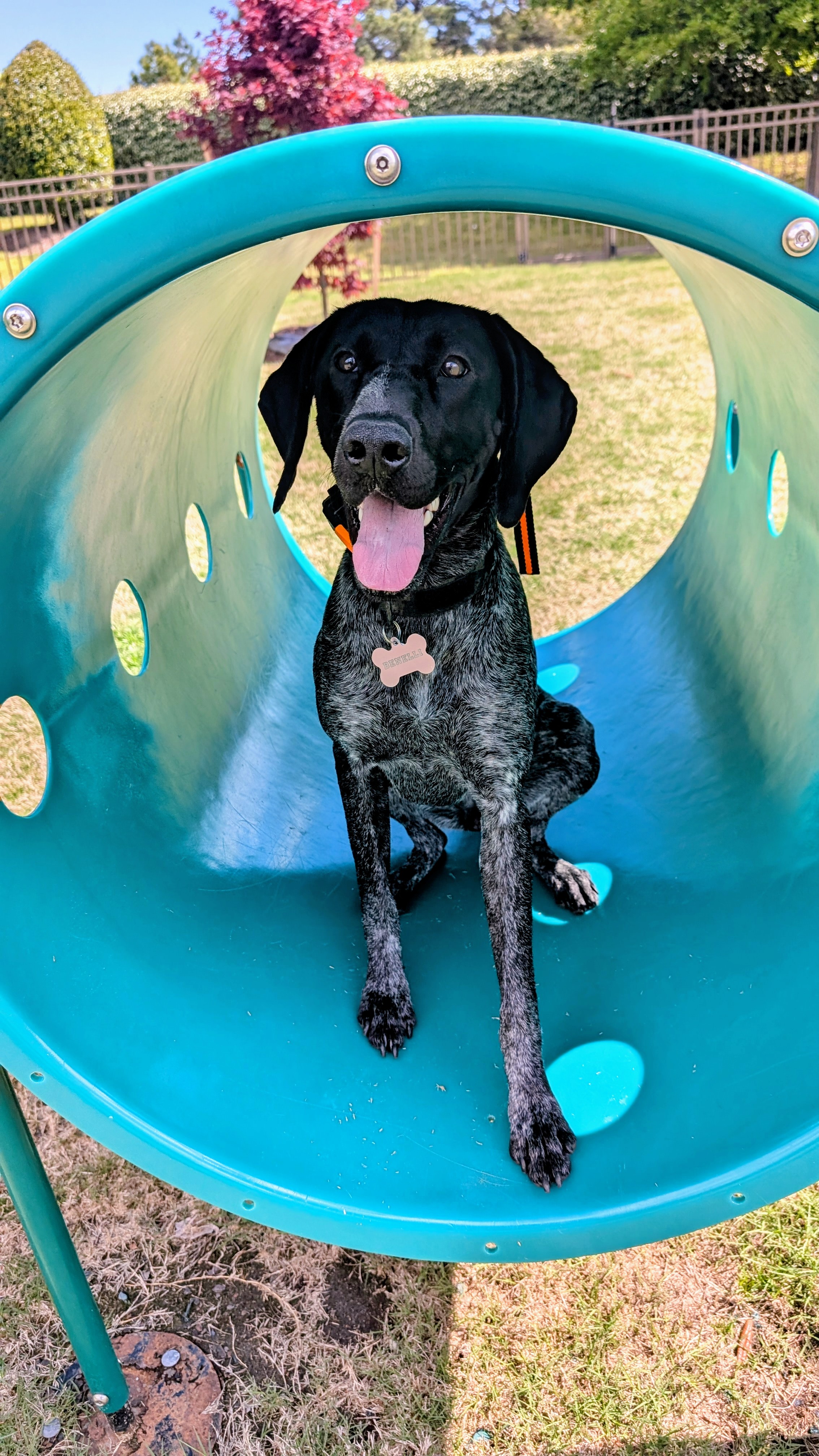 Owl Ranch GSP's image
