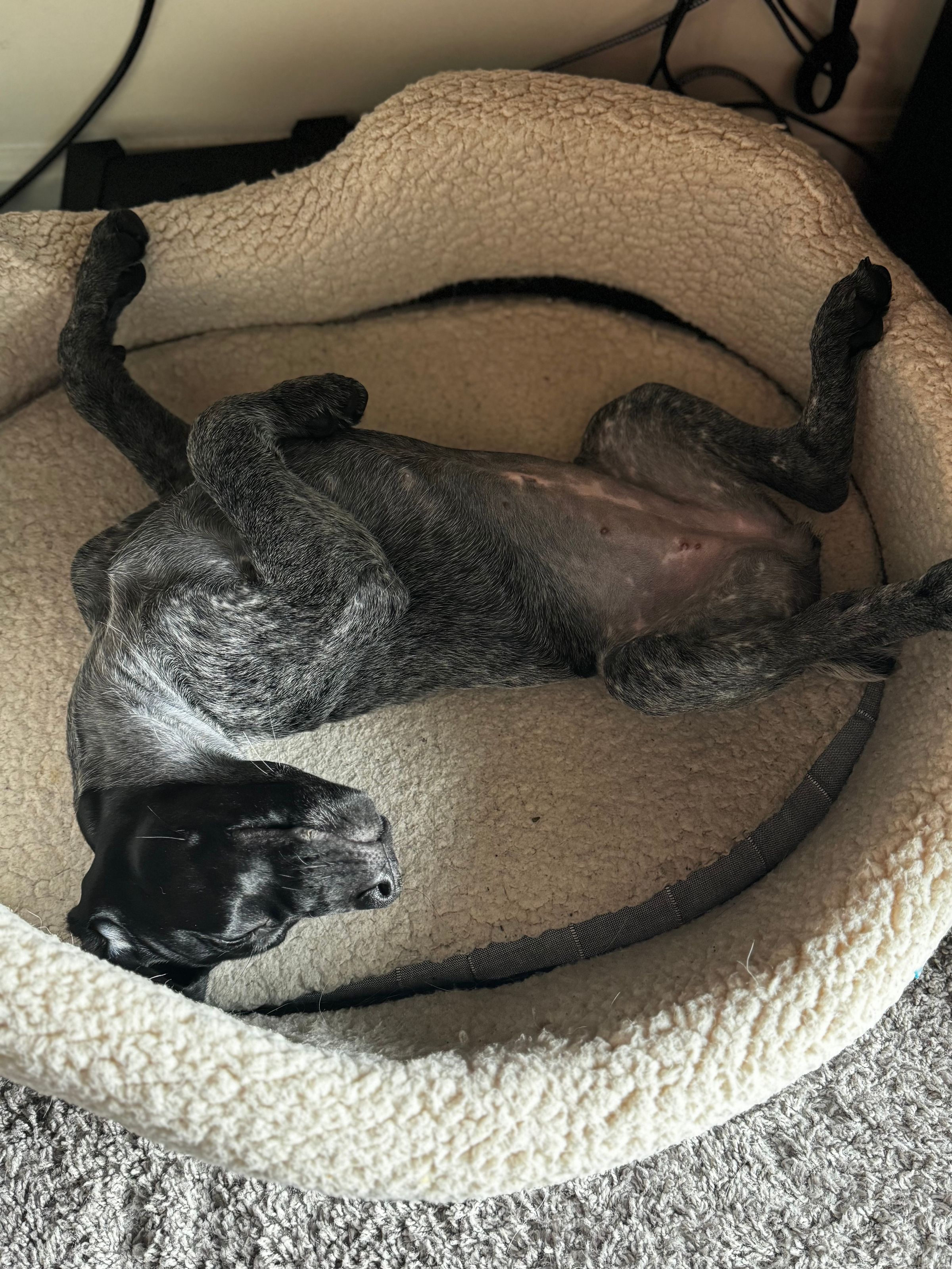 Owl Ranch GSP's image