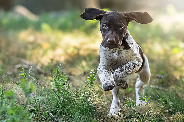 Owl Ranch GSP's image