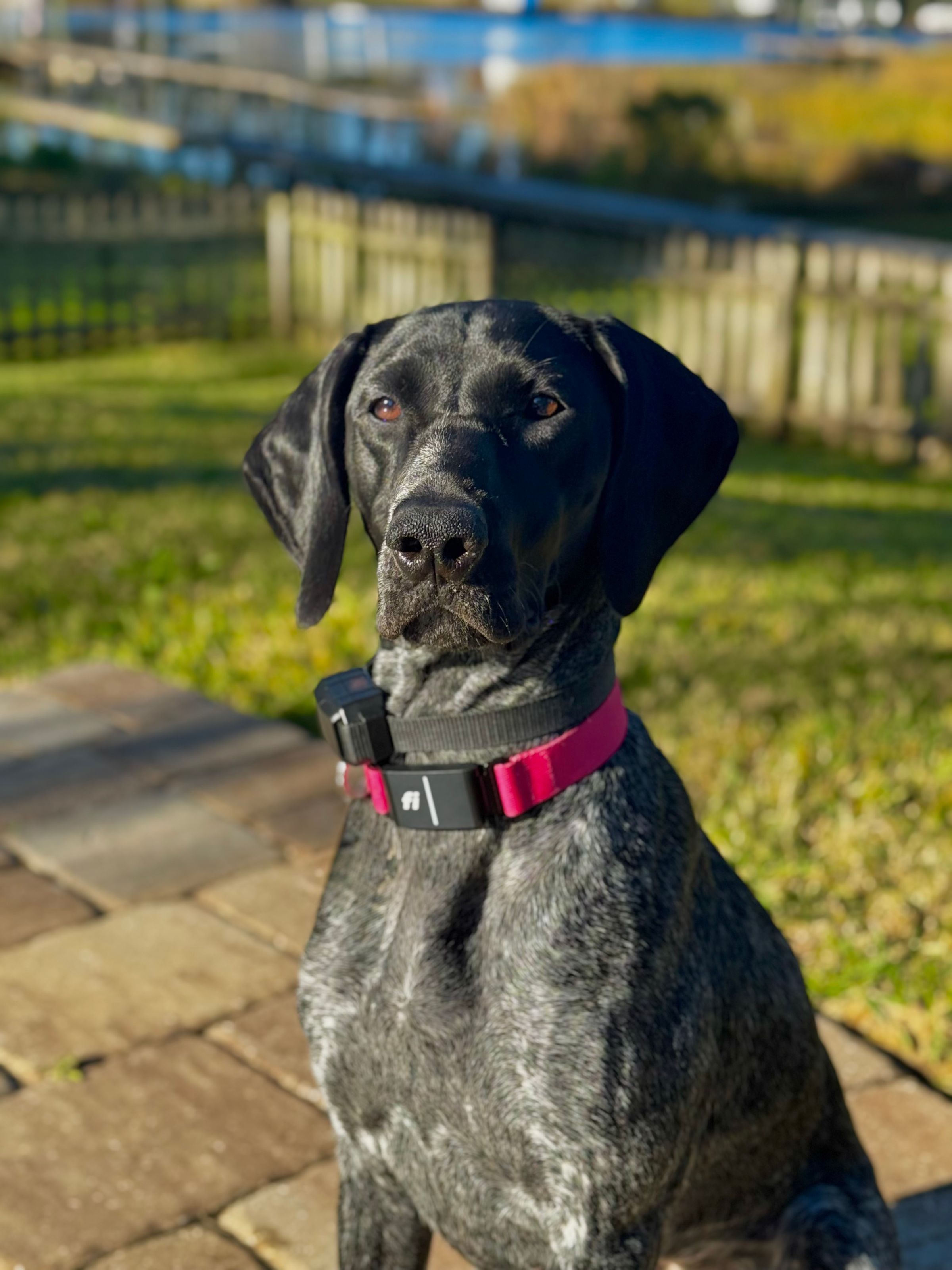 Owl Ranch GSP's image