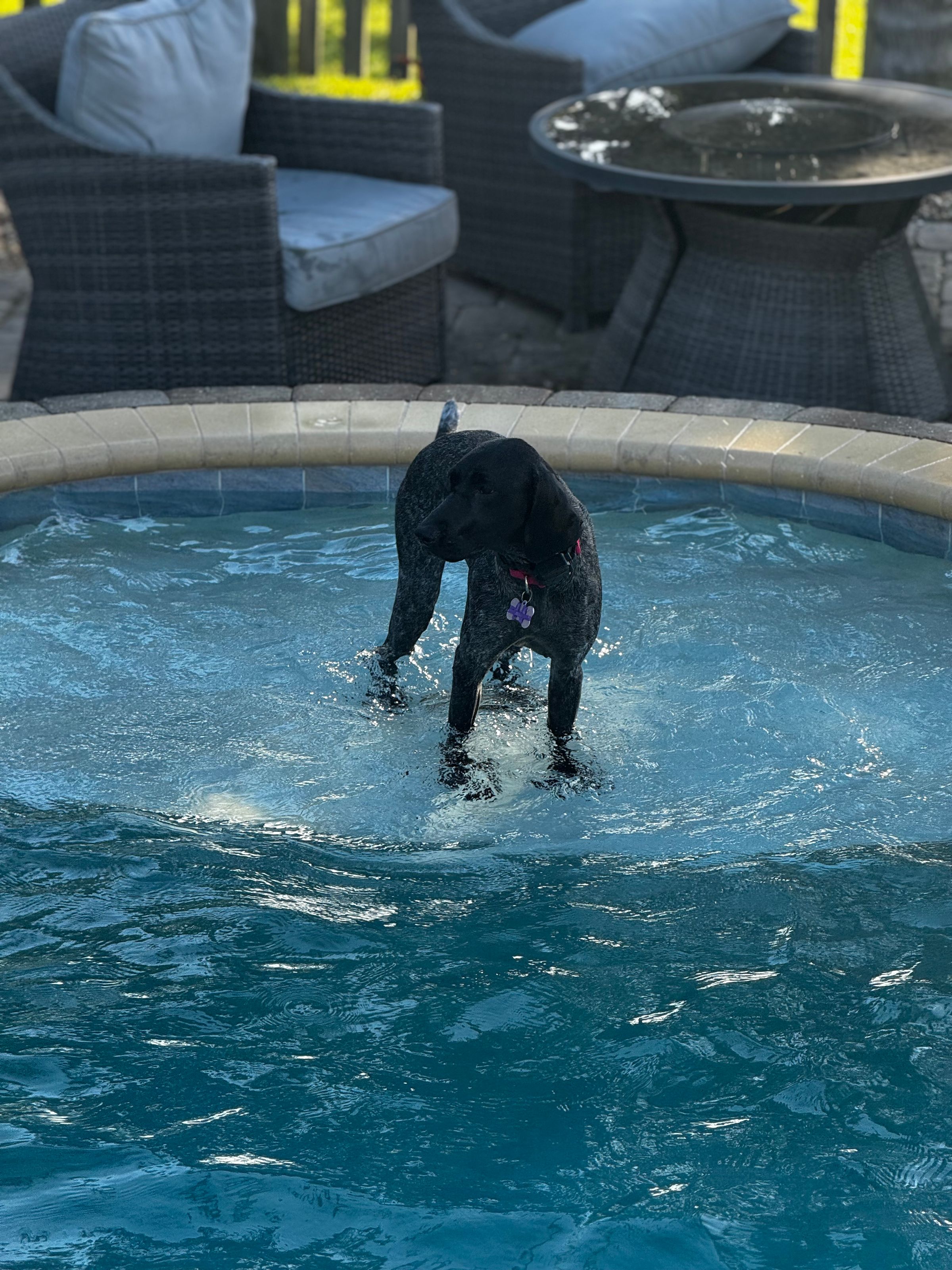 Owl Ranch GSP's image