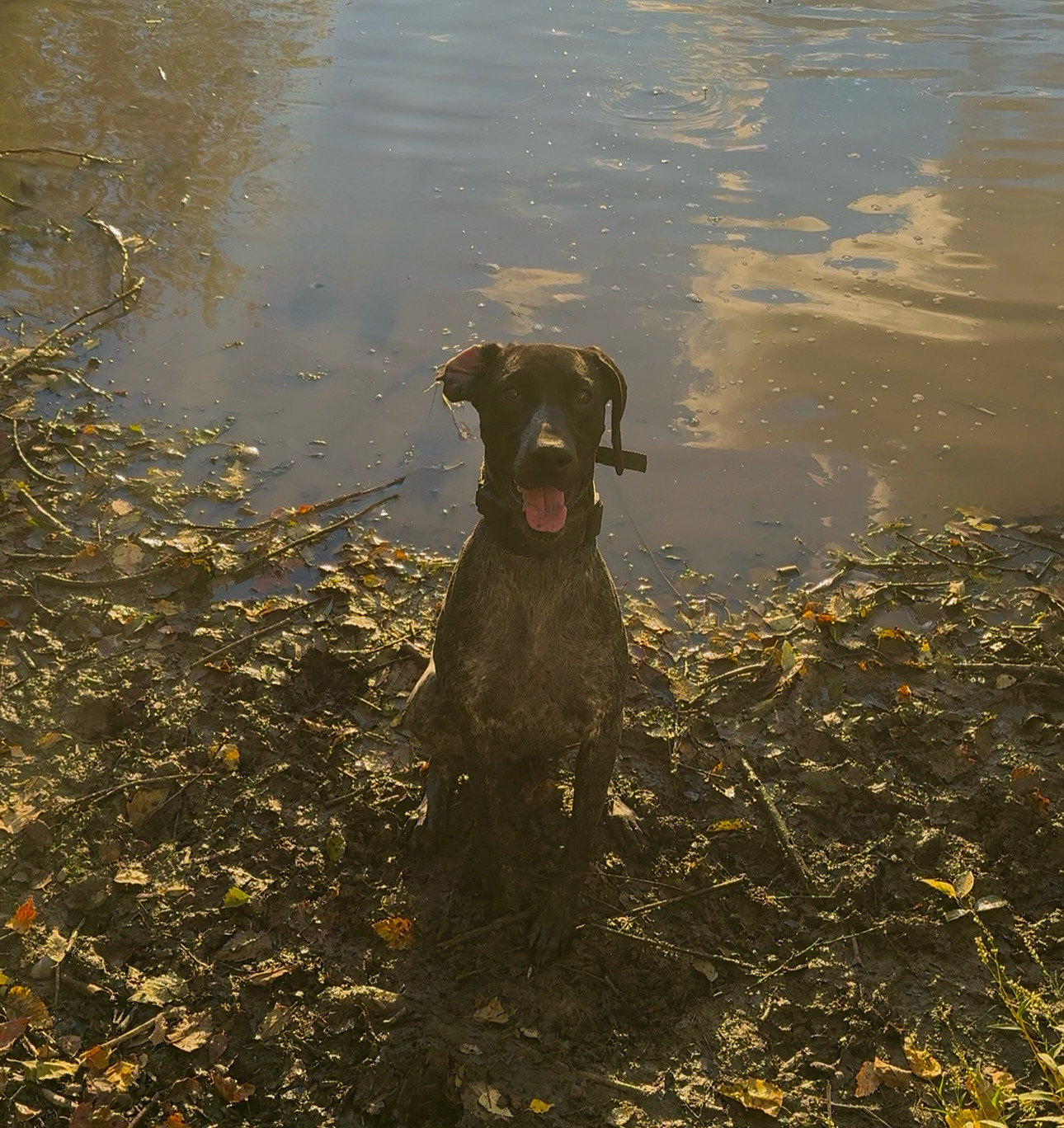 Owl Ranch GSP's image