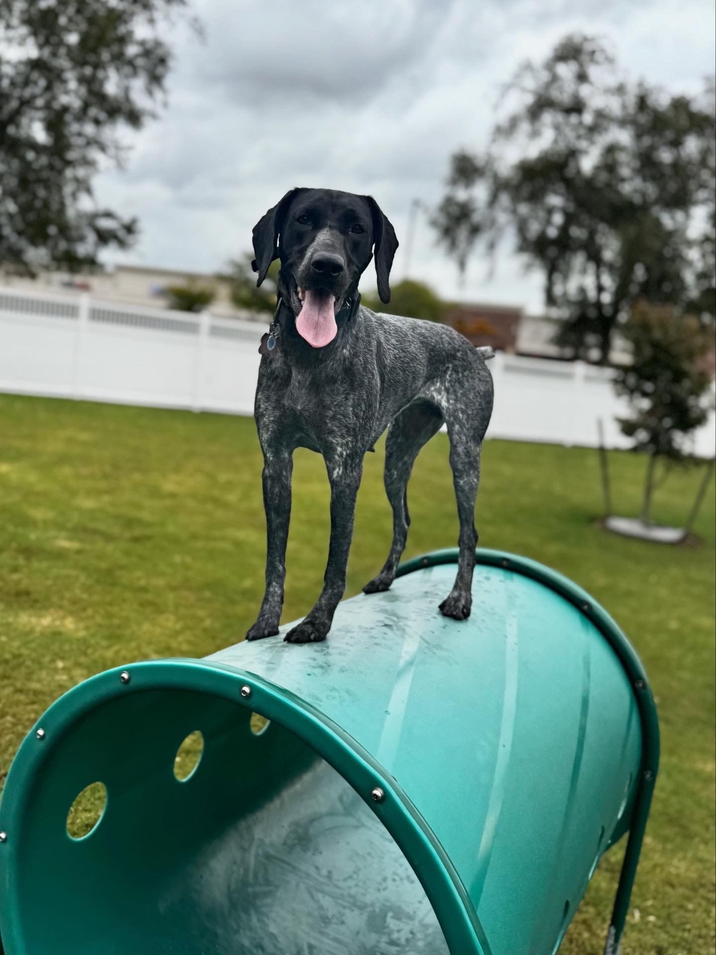 Owl Ranch GSP's image