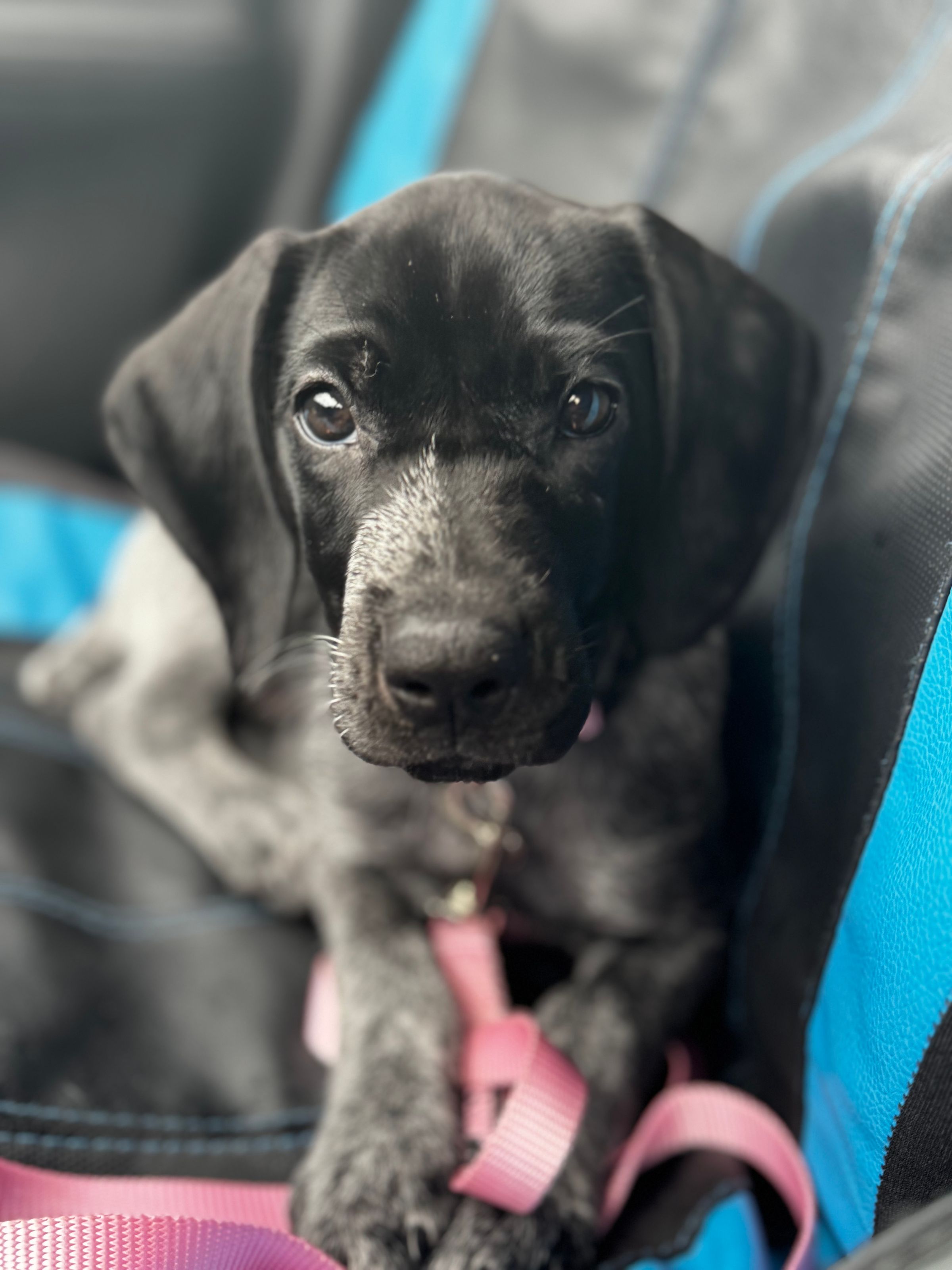 Owl Ranch GSP's image