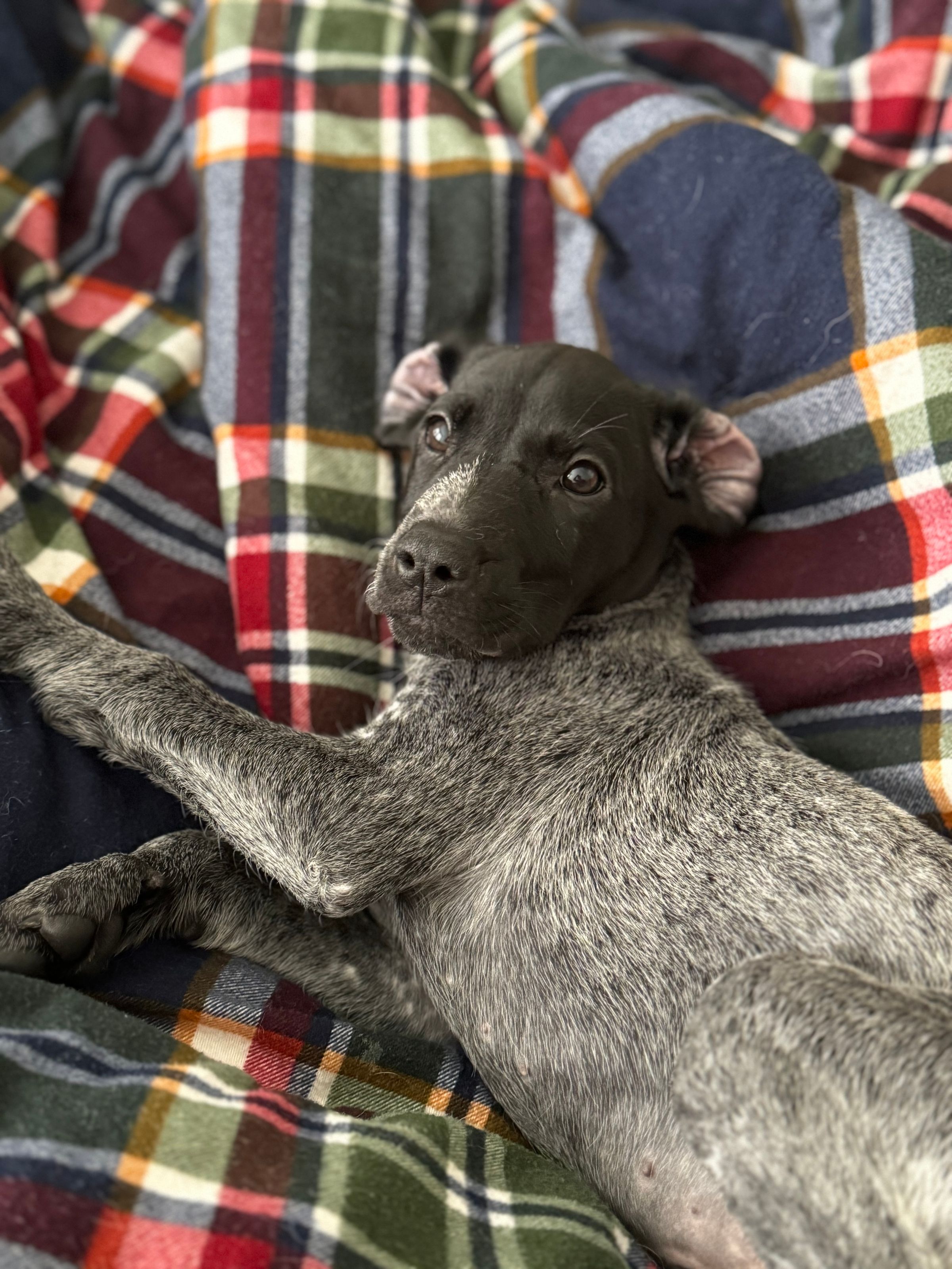 Owl Ranch GSP's image