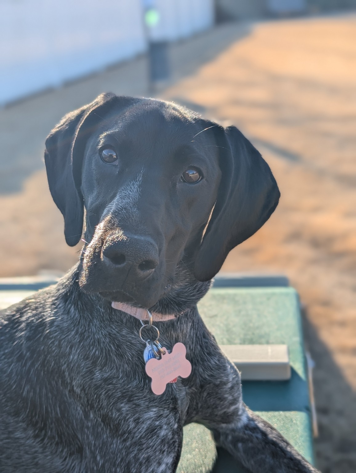 Owl Ranch GSP's image