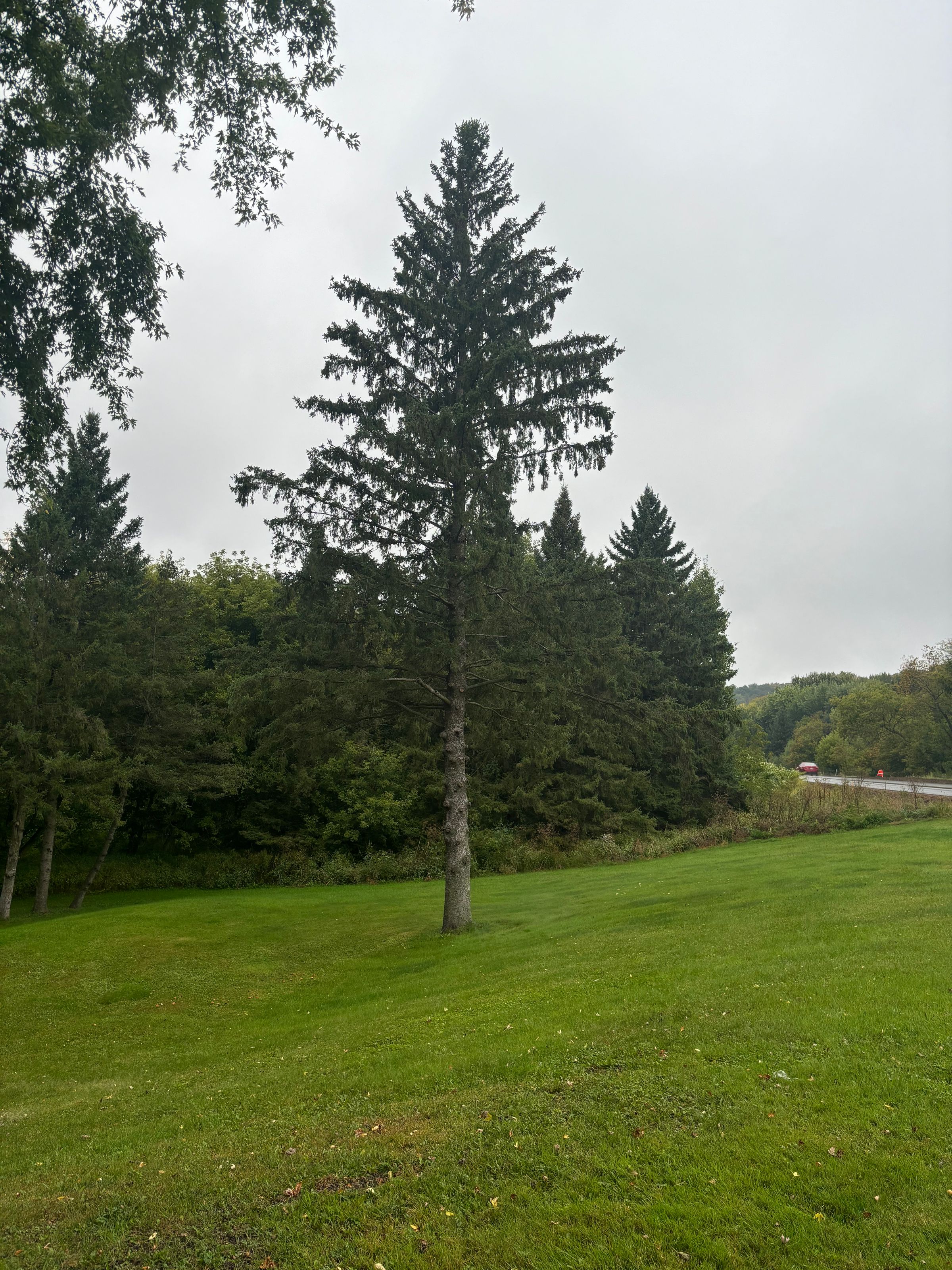Top Notch Tree Removal's image