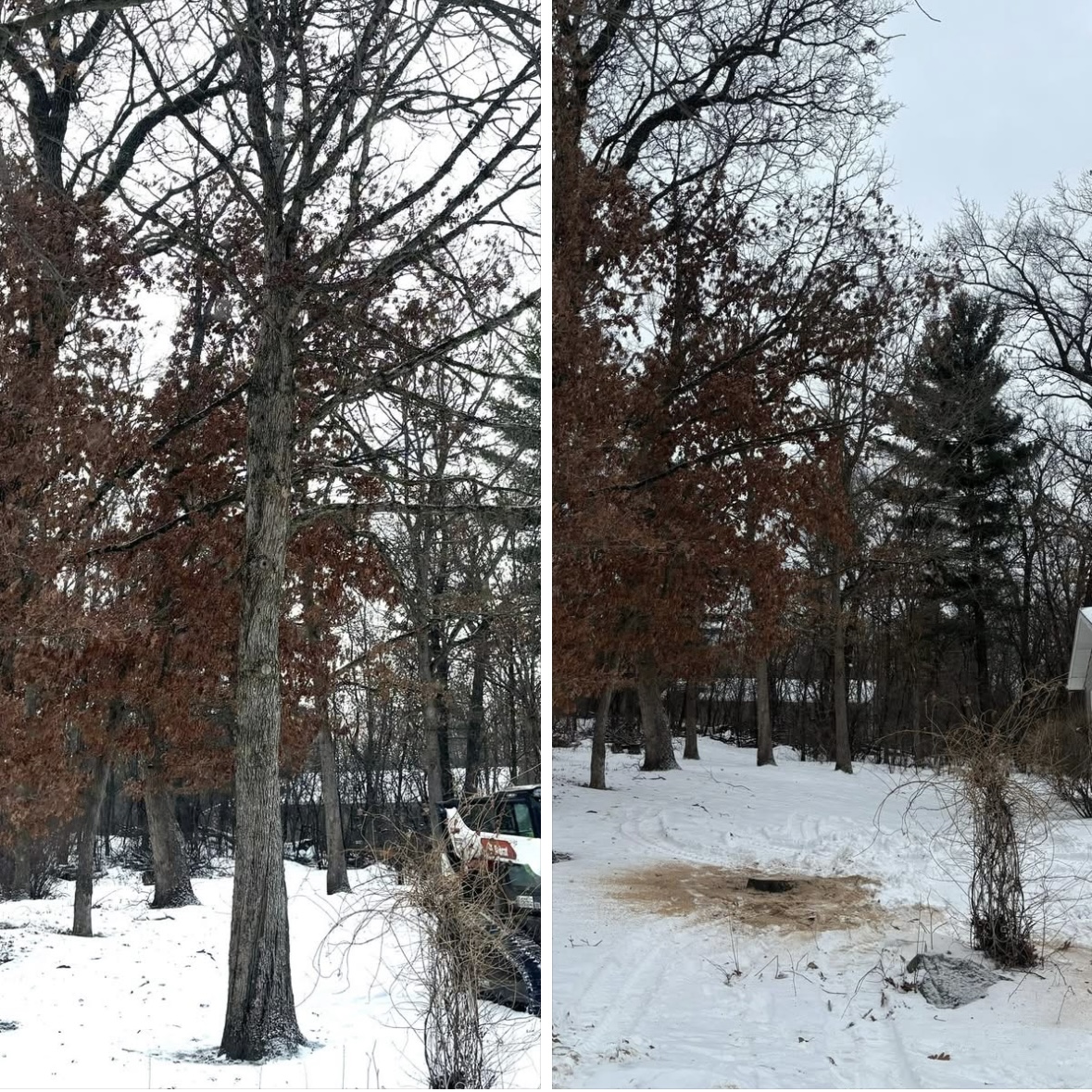 Top Notch Tree Removal's image