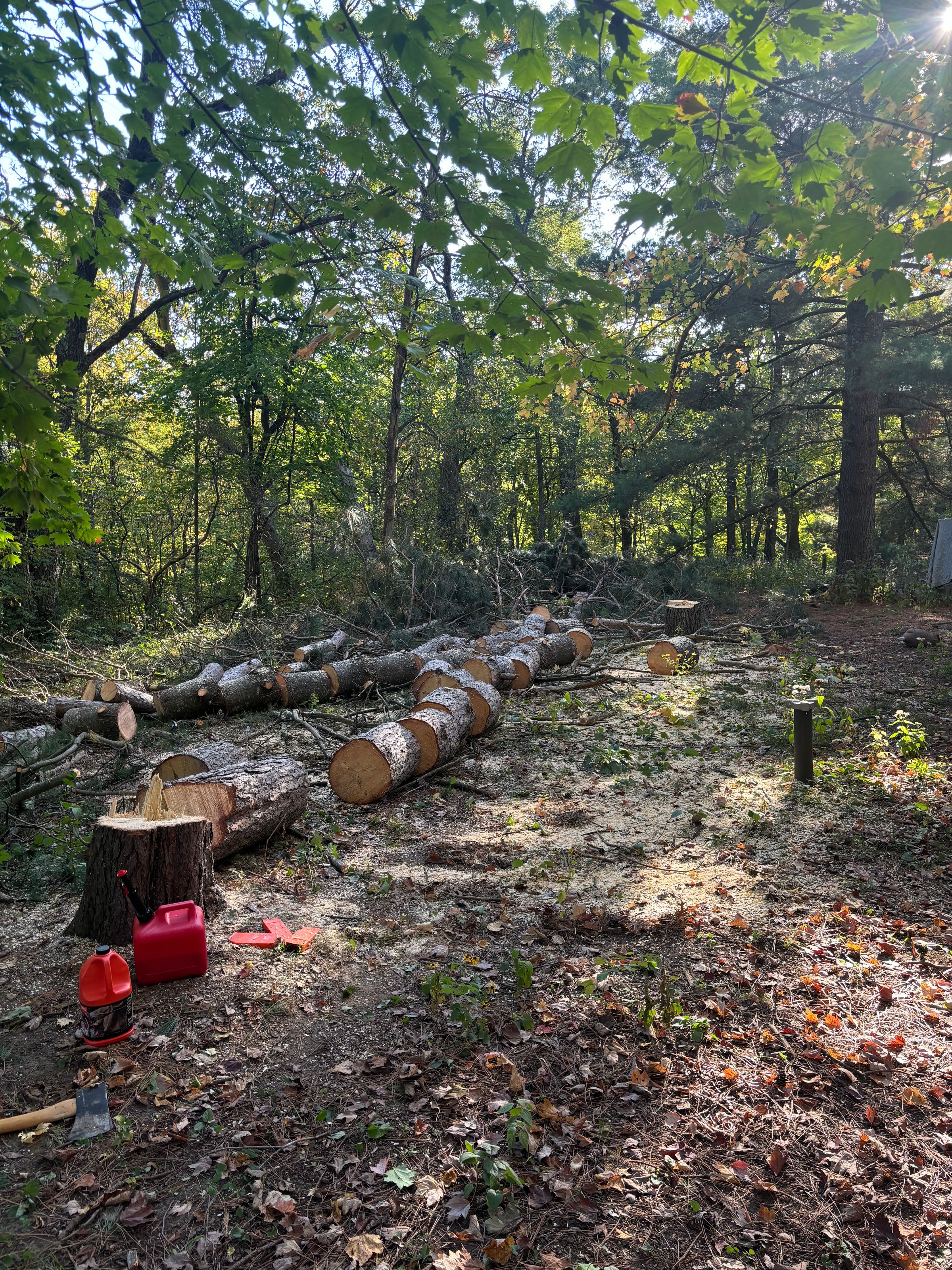 Top Notch Tree Removal's image
