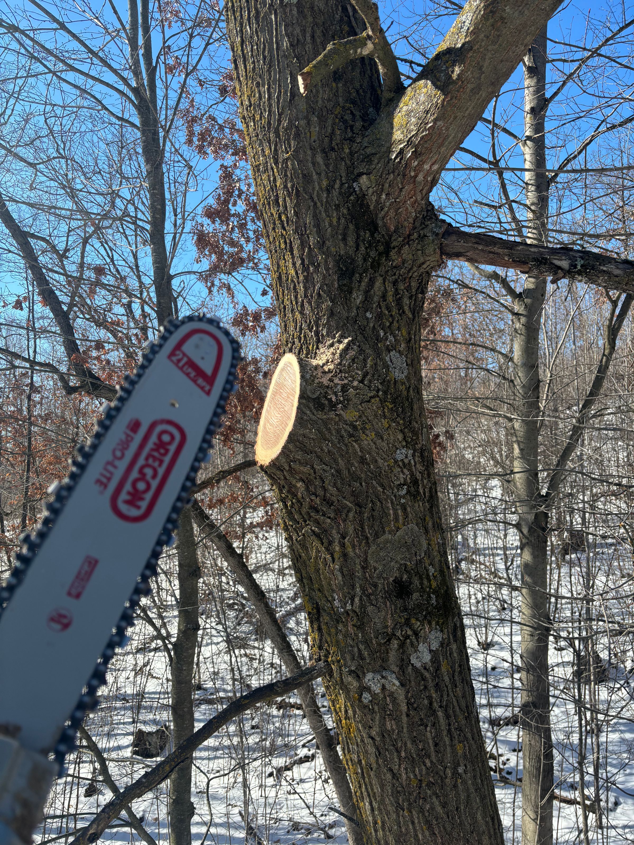 Top Notch Tree Removal's image