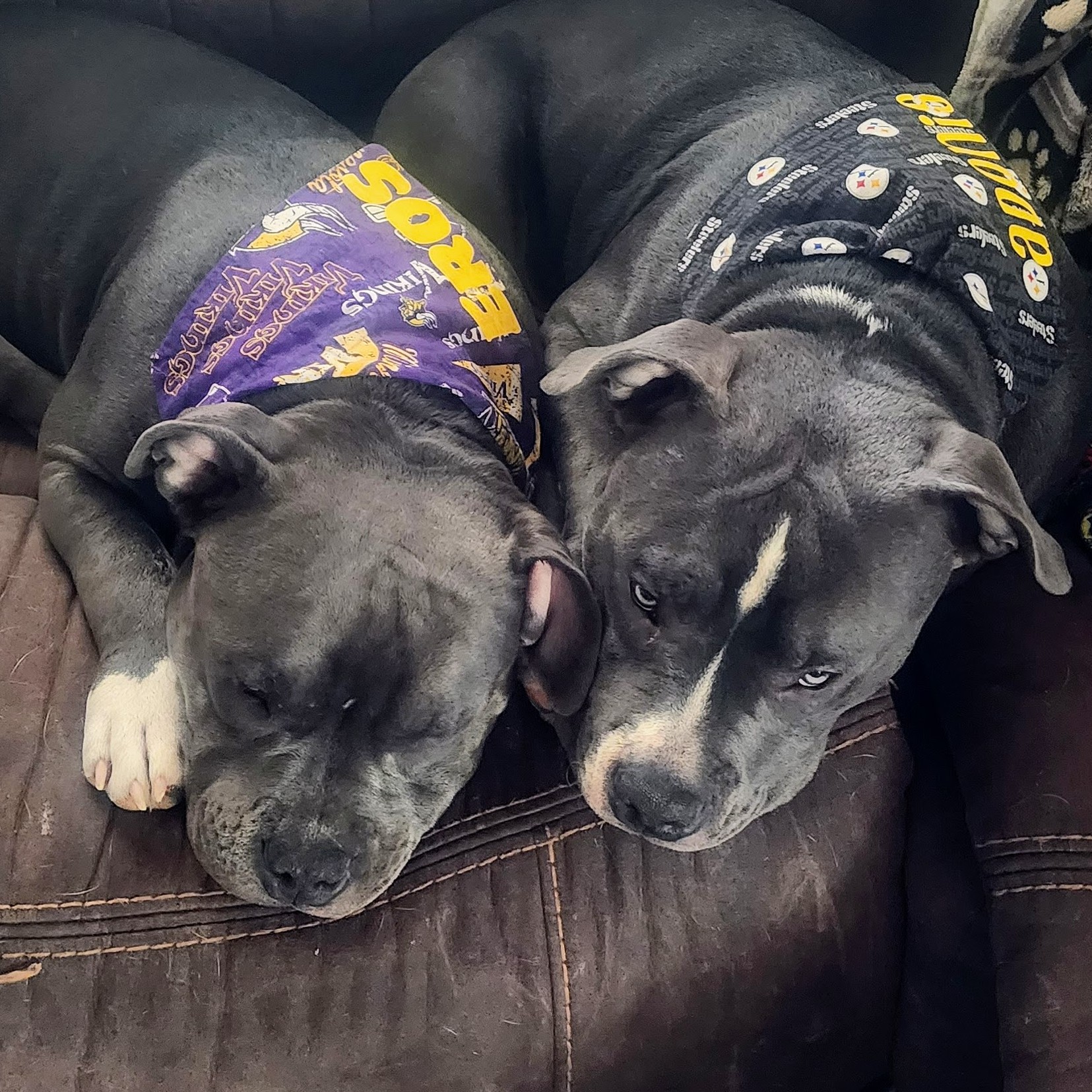 Rescue Story Dog Training 's image