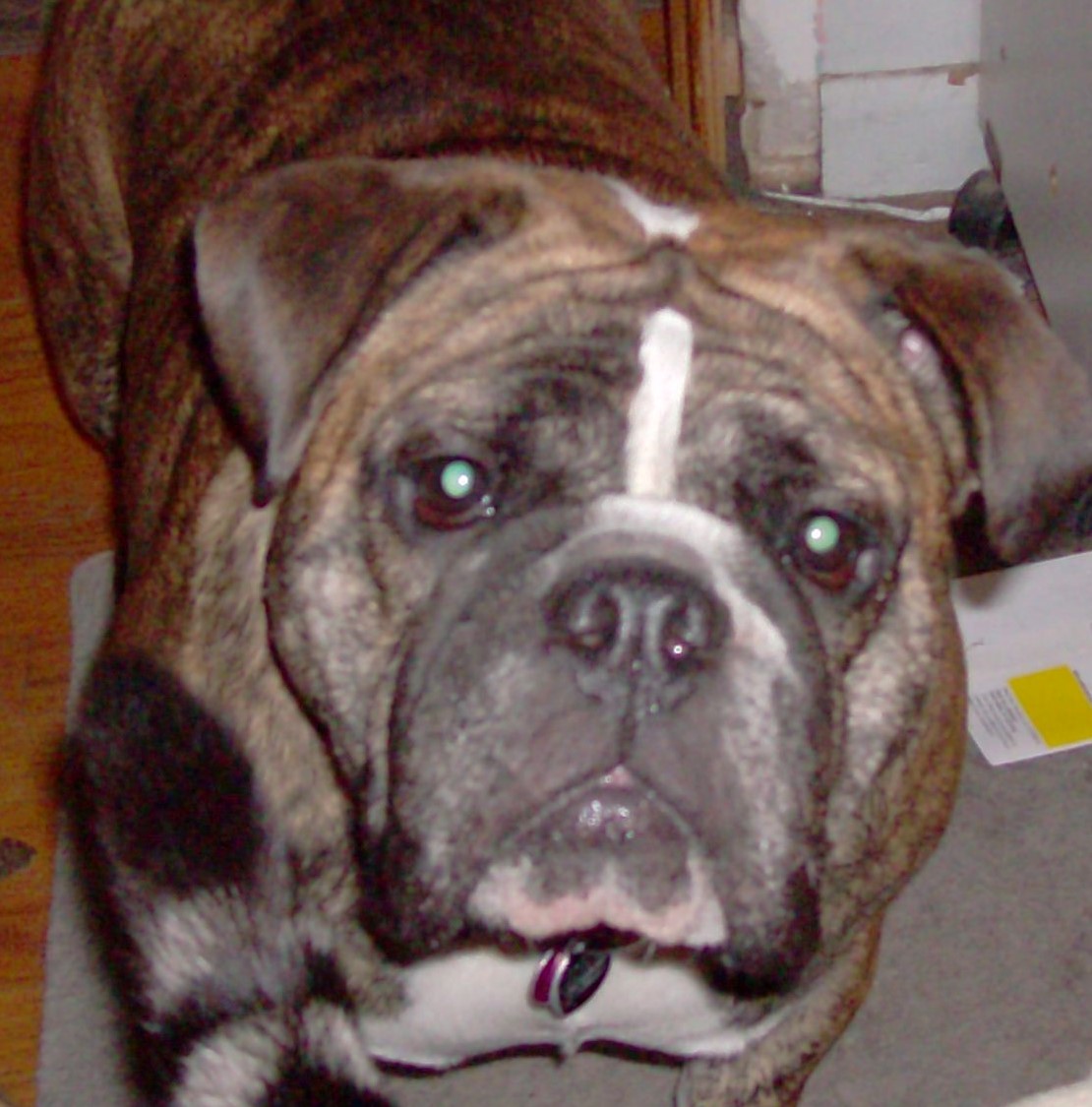 Rescue Story Dog Training 's image