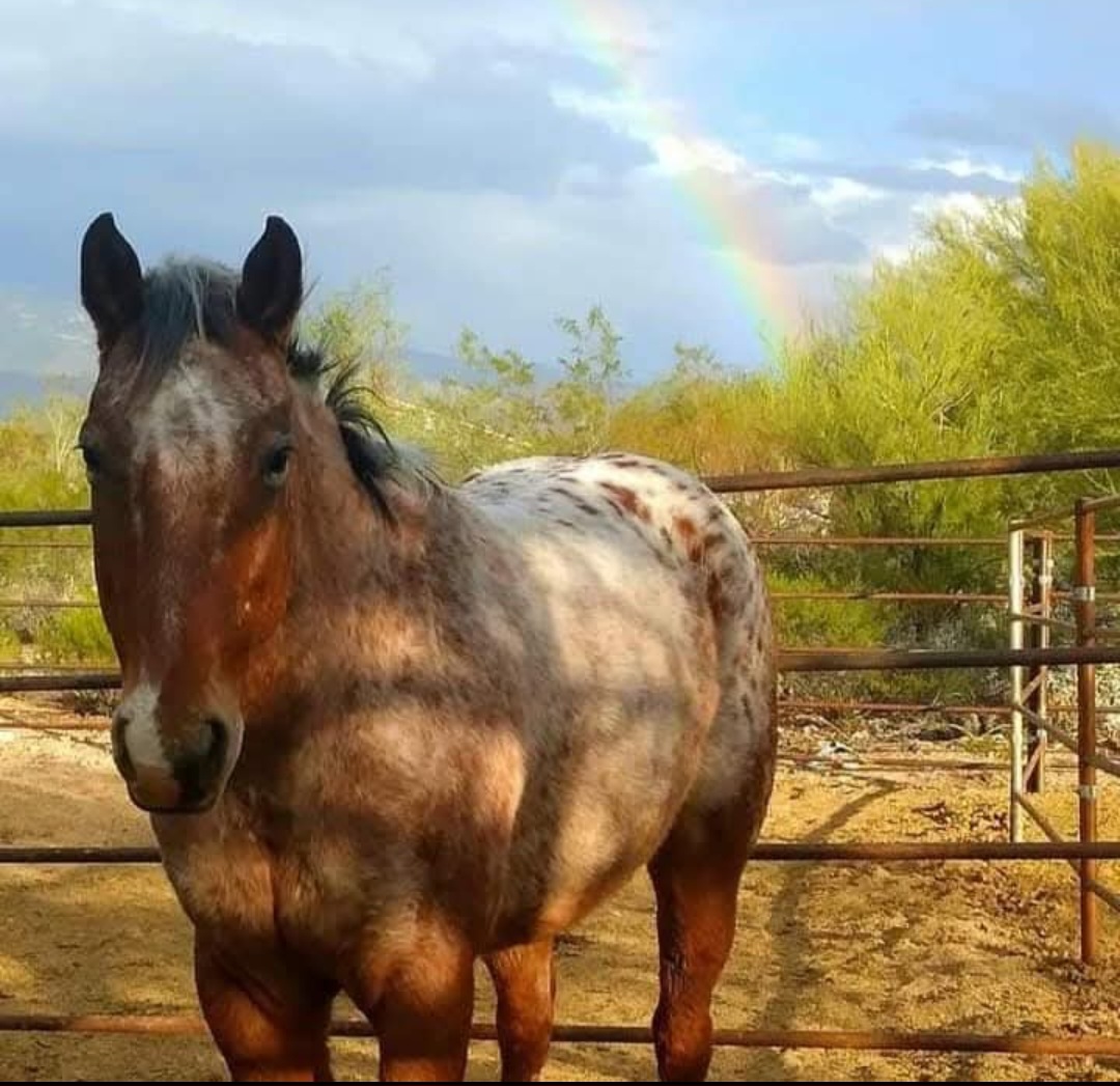 KSS Jammin Emma Red Buck