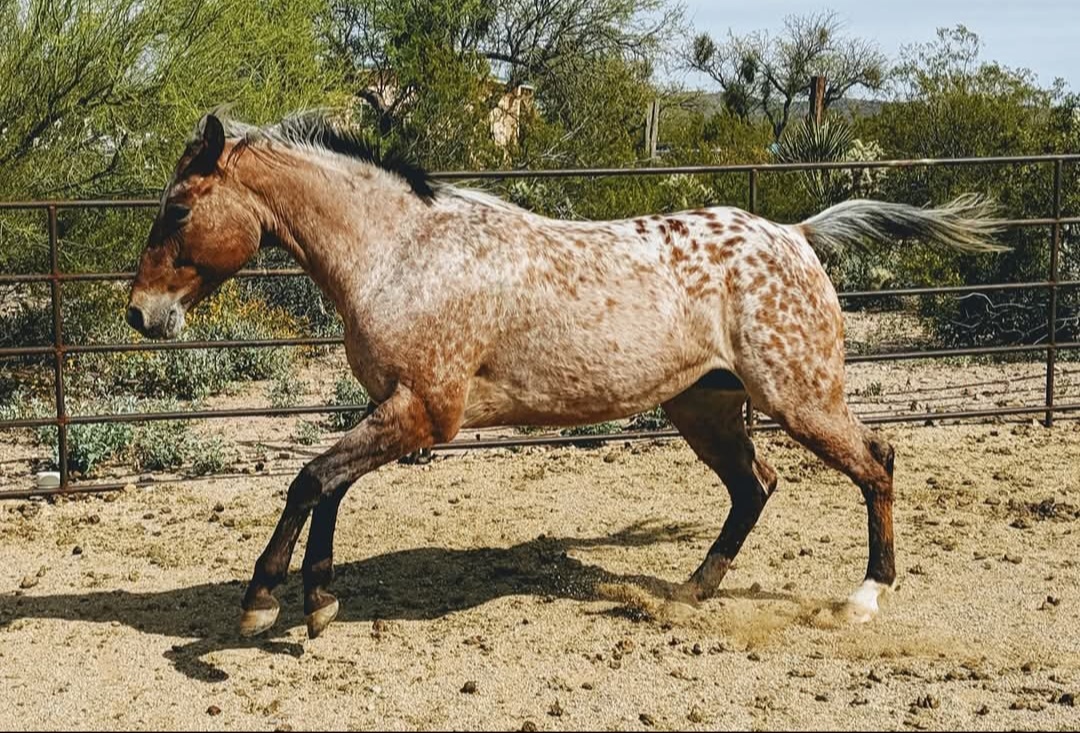 In Foal to WWF Turbo Tax