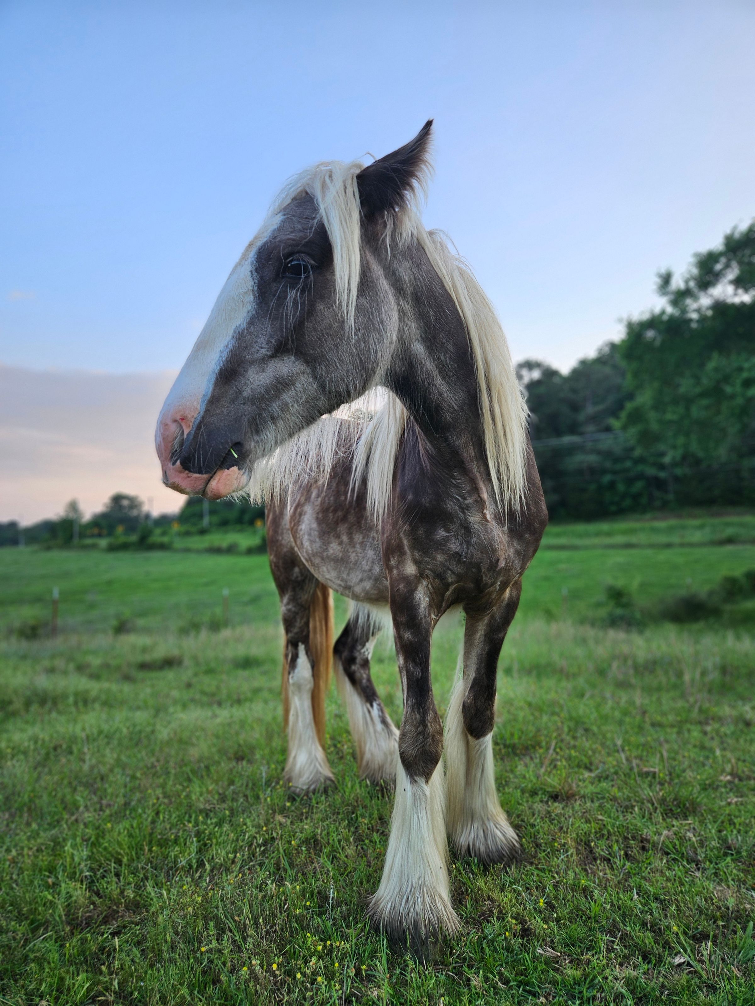 In Foal to WWF Turbo Tax