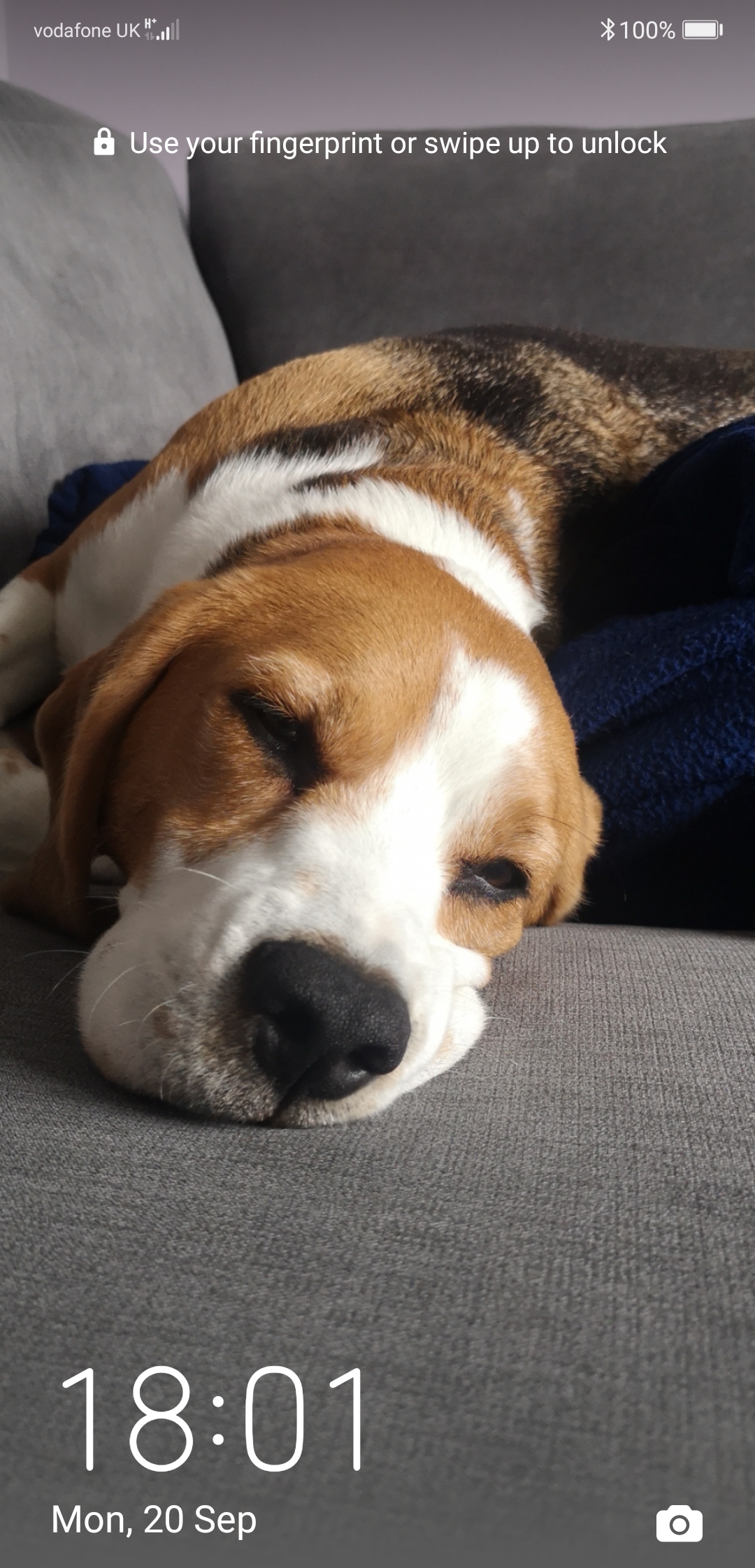 Rosie's Resort Dog Daycare's image