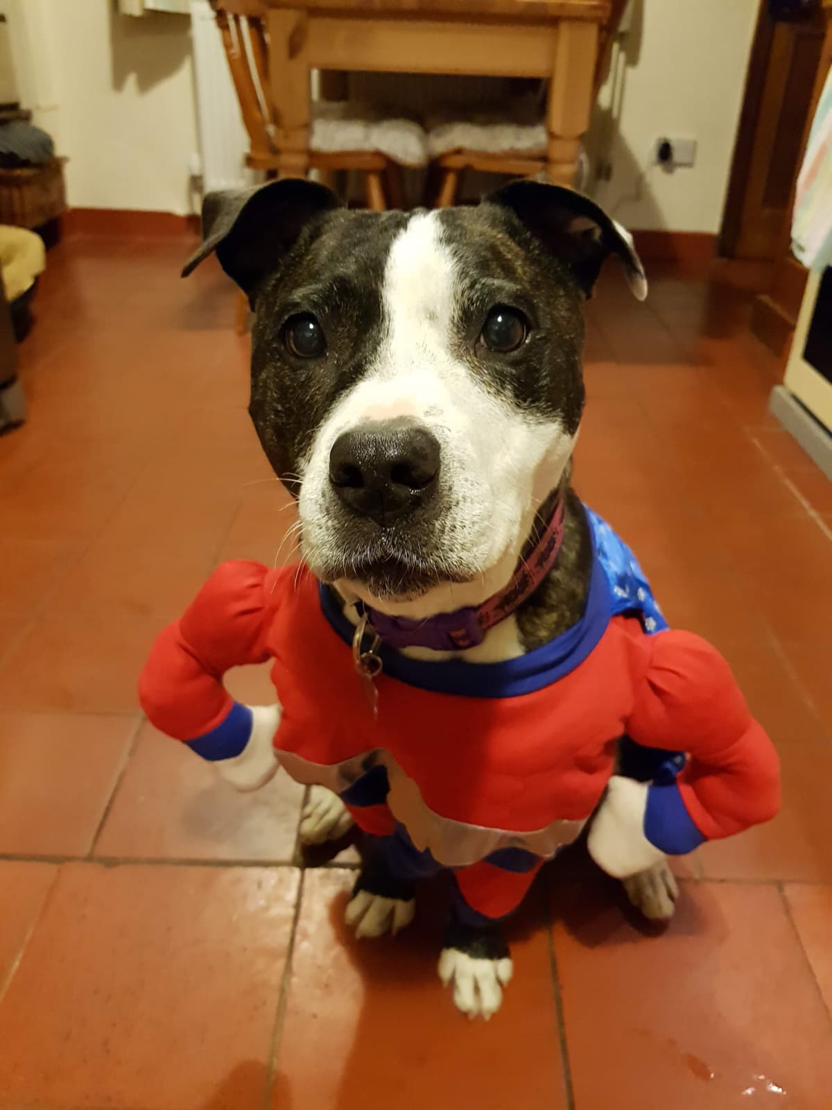 Rosie's Resort Dog Daycare's image