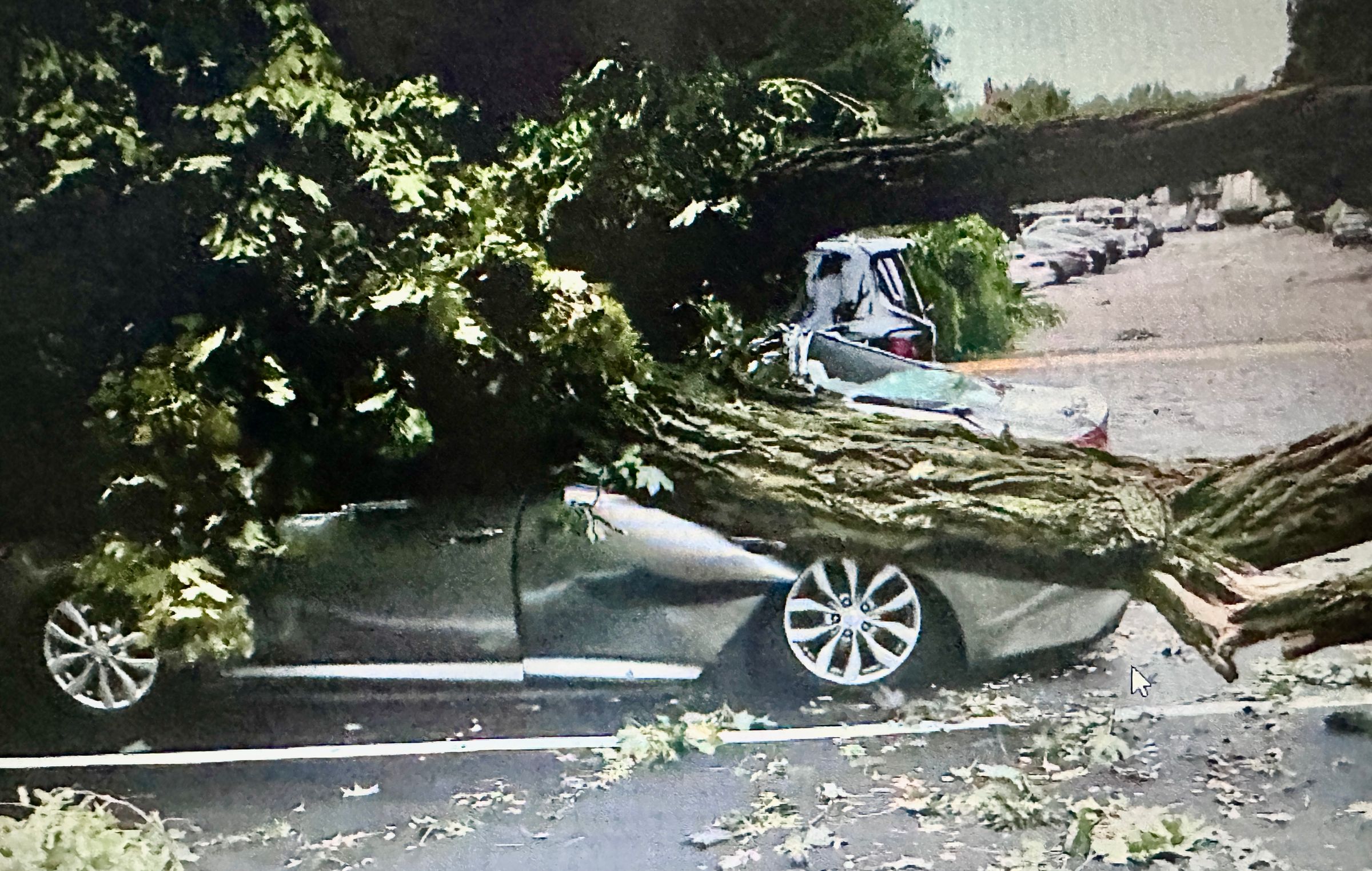 (Expert care at affordable prices) "4 Seasons Tree Service" 's image