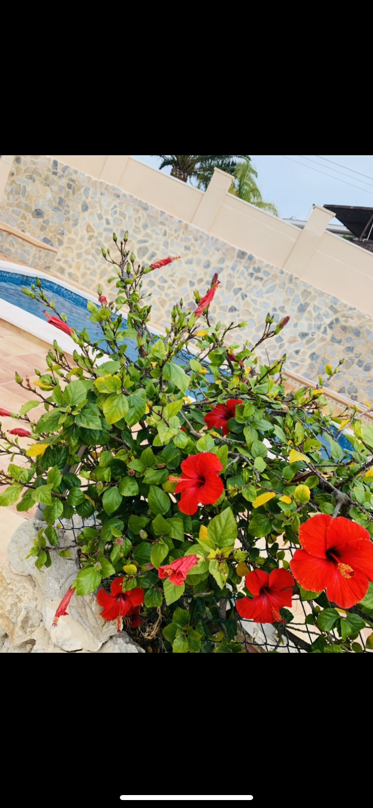 Scarlett Villas Costa Blanca's image