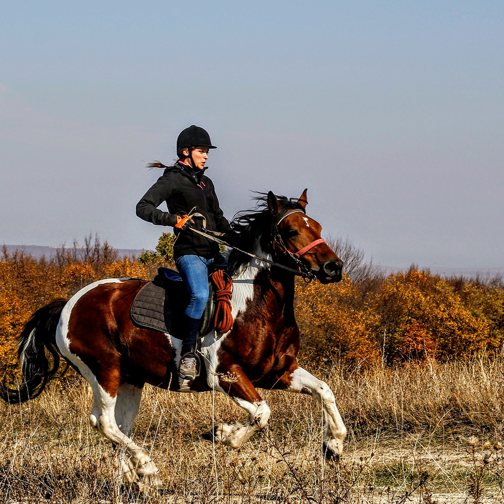 Autumn Valley Stables's image