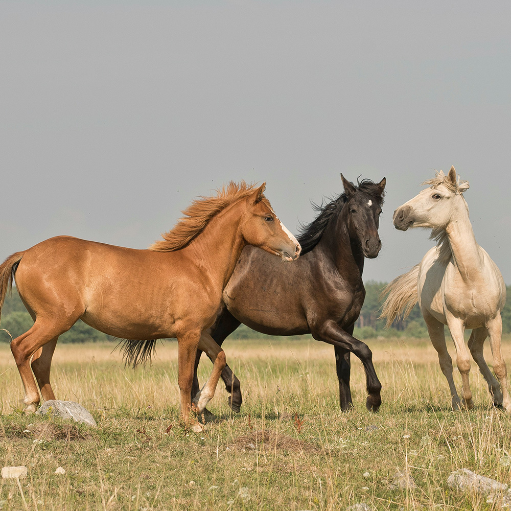 Autumn Valley Stables's image