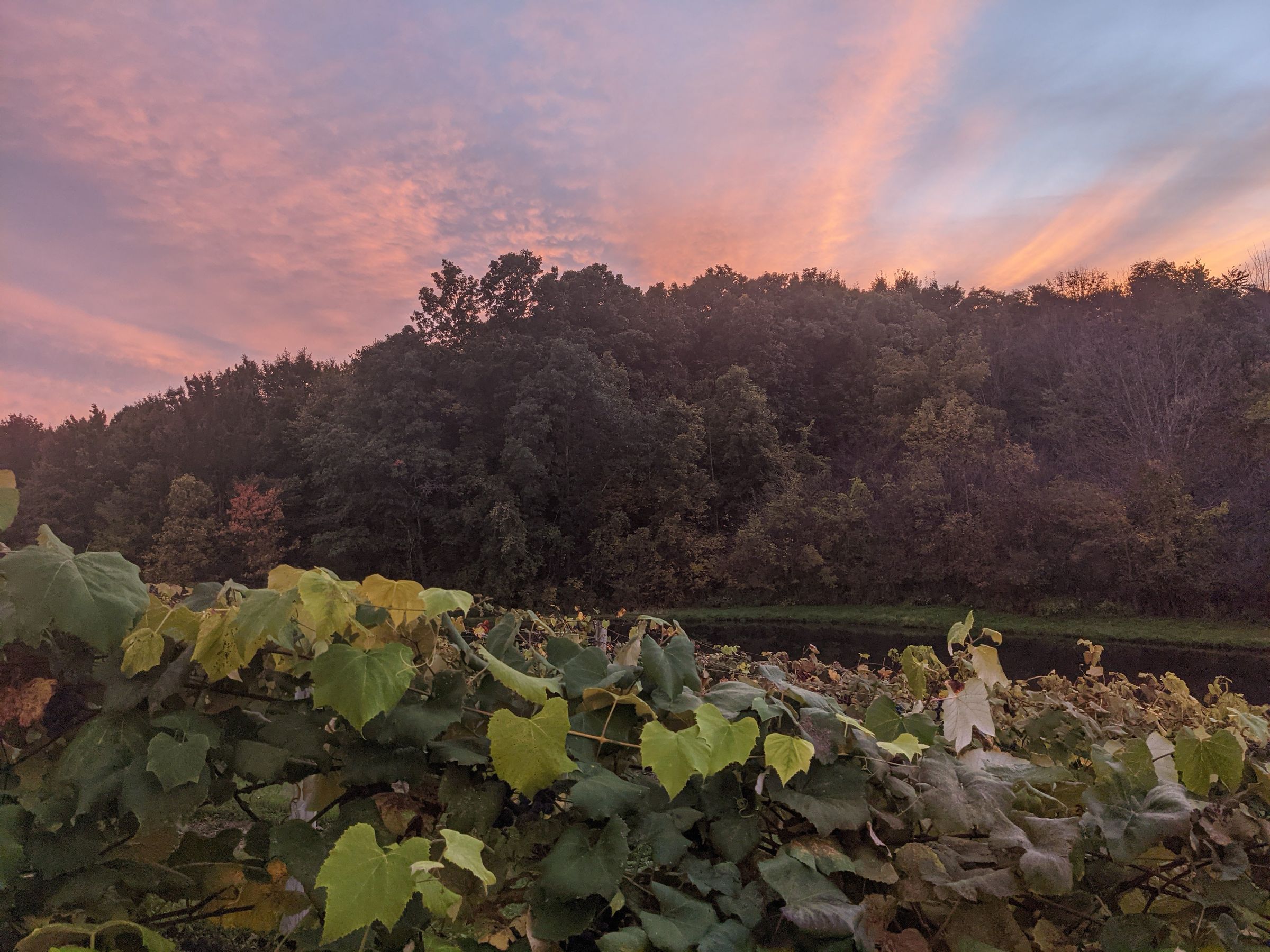 Rabbit Ridge Vineyard's image
