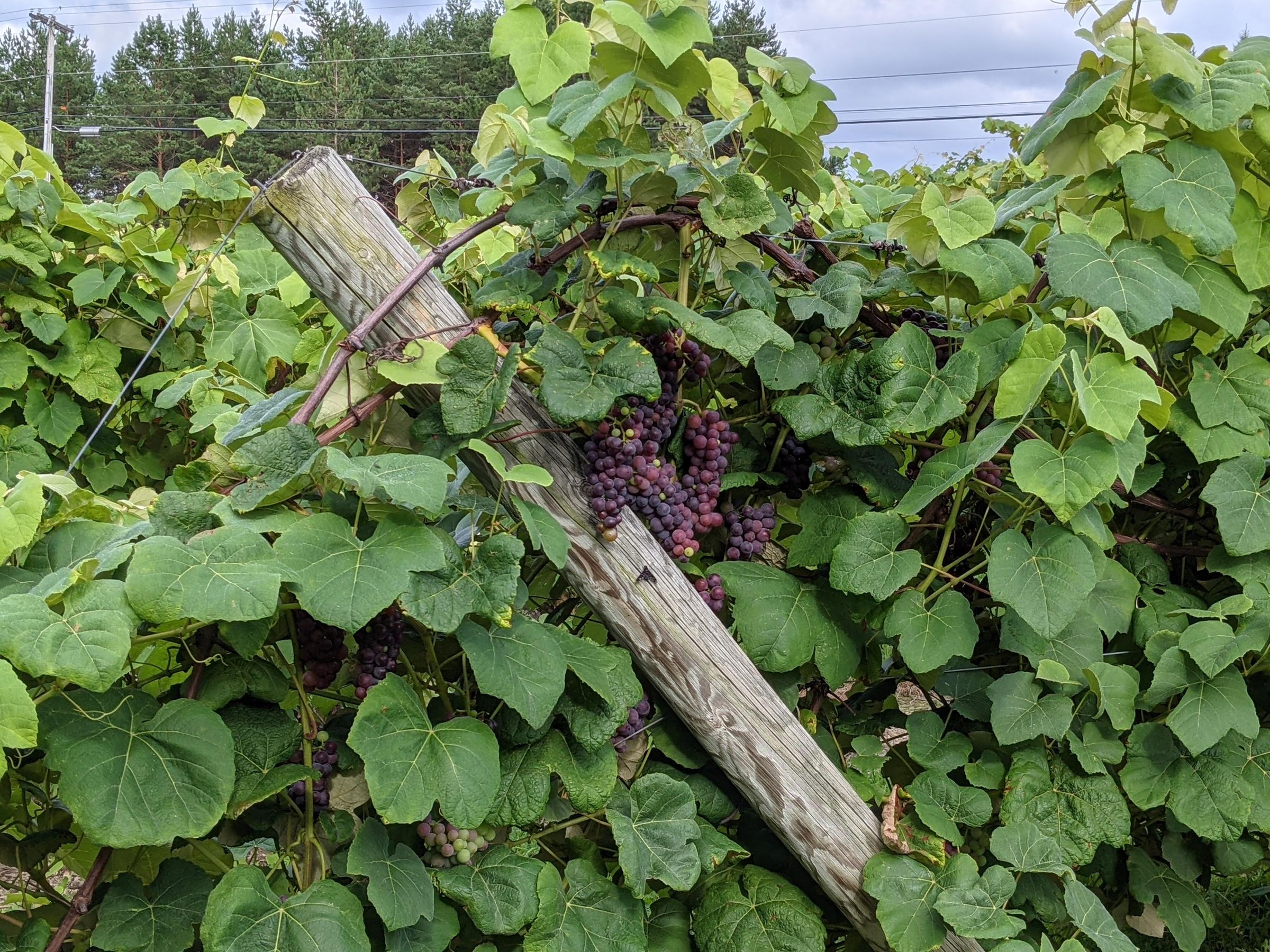 Rabbit Ridge Vineyard's image
