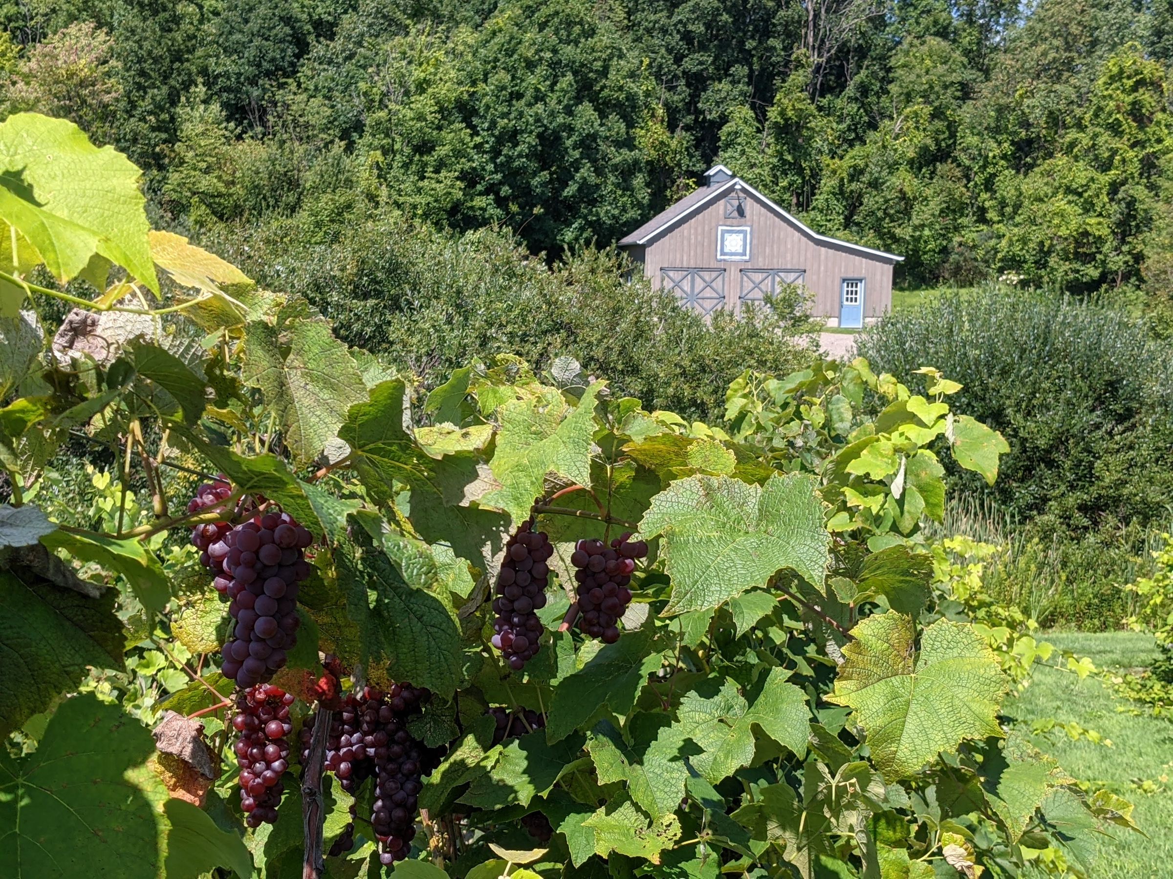 Rabbit Ridge Vineyard's image