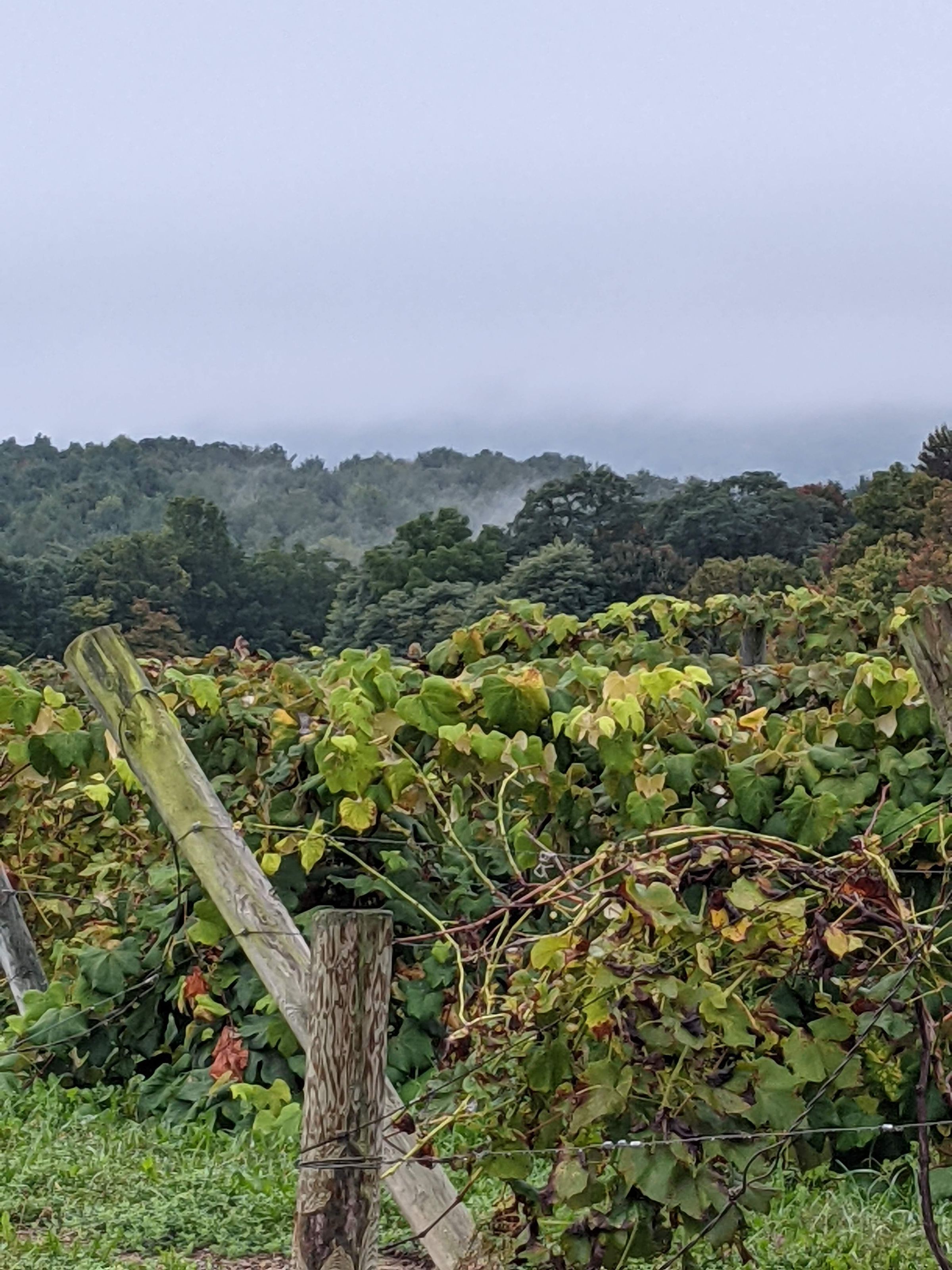 Rabbit Ridge Vineyard's image
