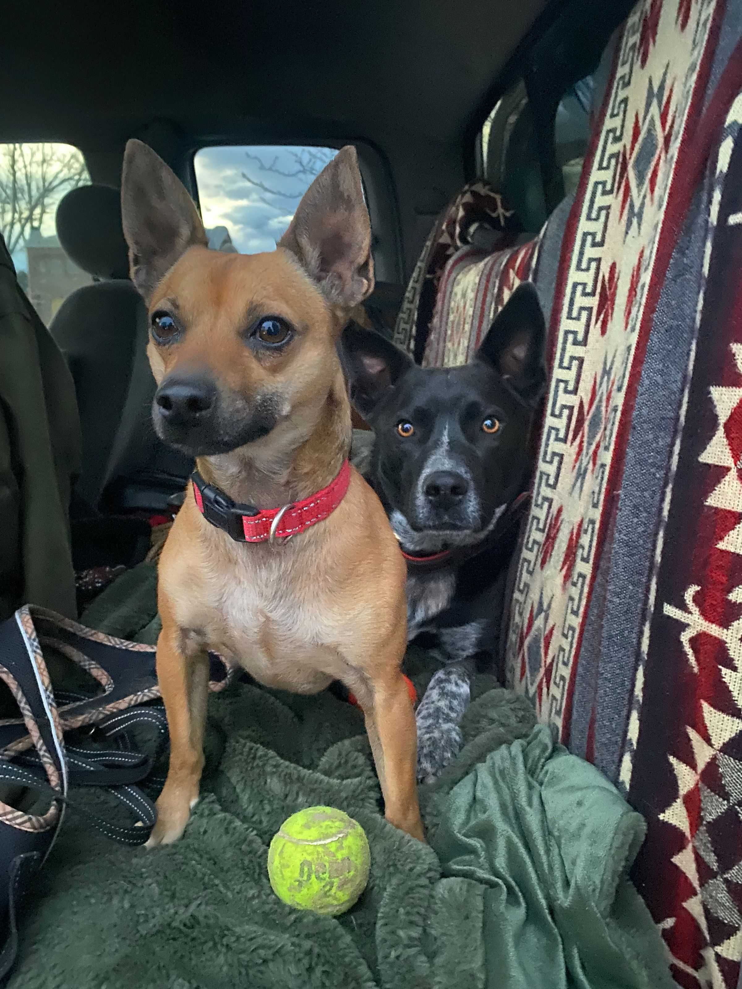 Dynamic Duo Pet Sitting's image