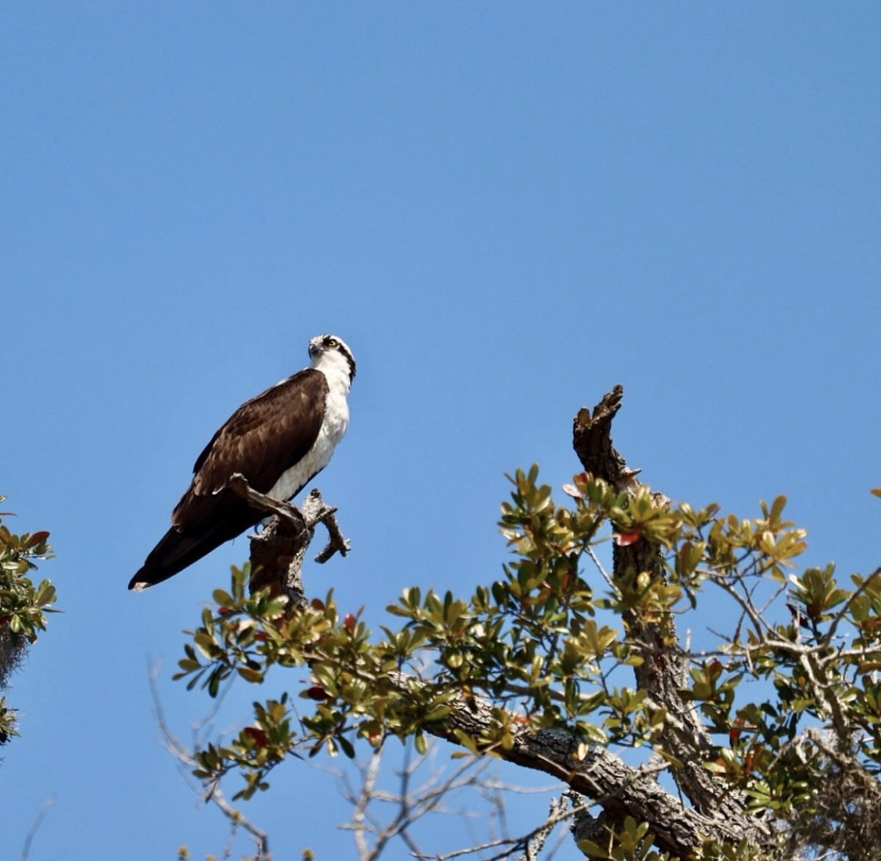 osprey