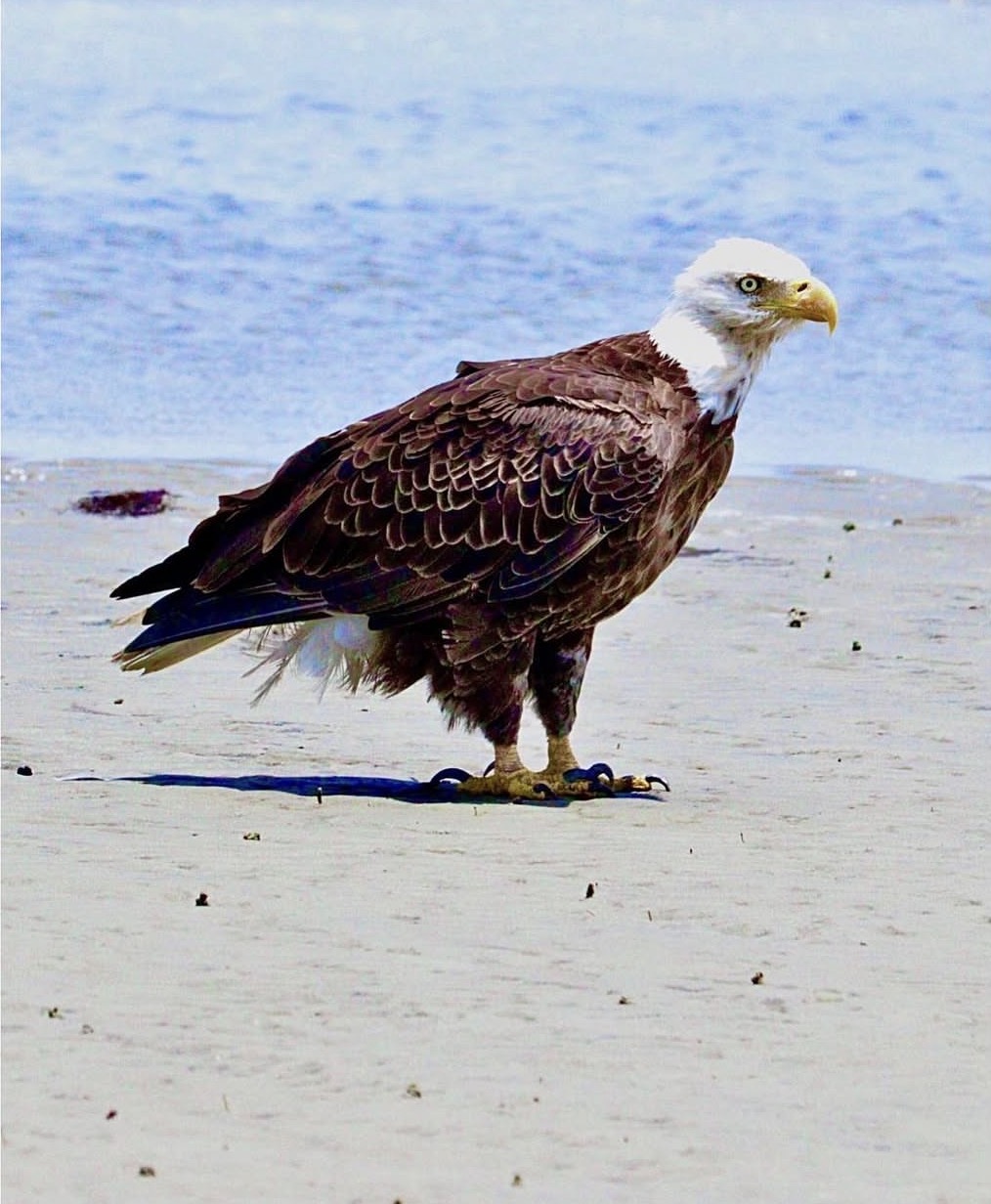 eagle
