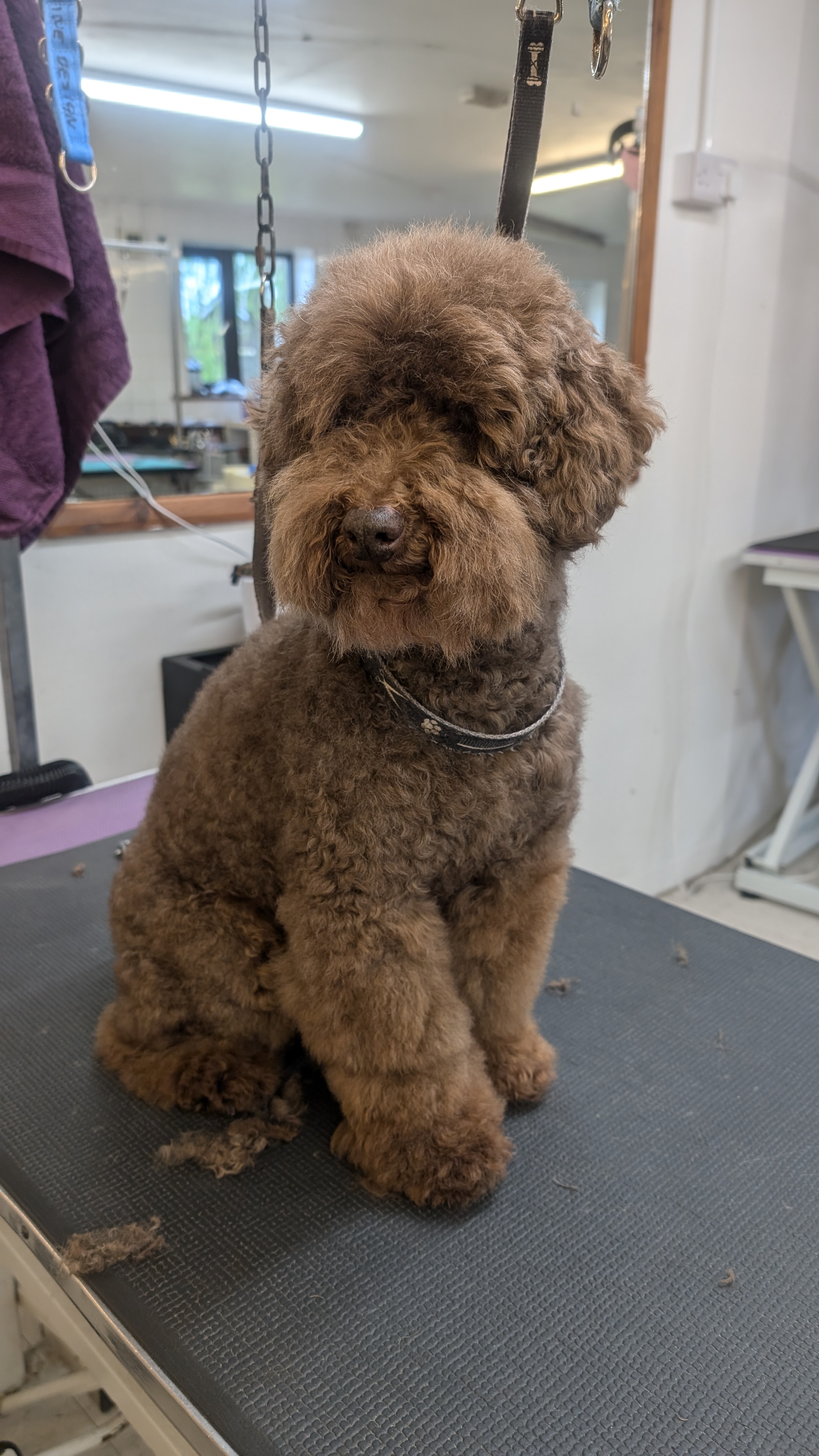 Groomzy Paws Dog Grooming | Taunton's image
