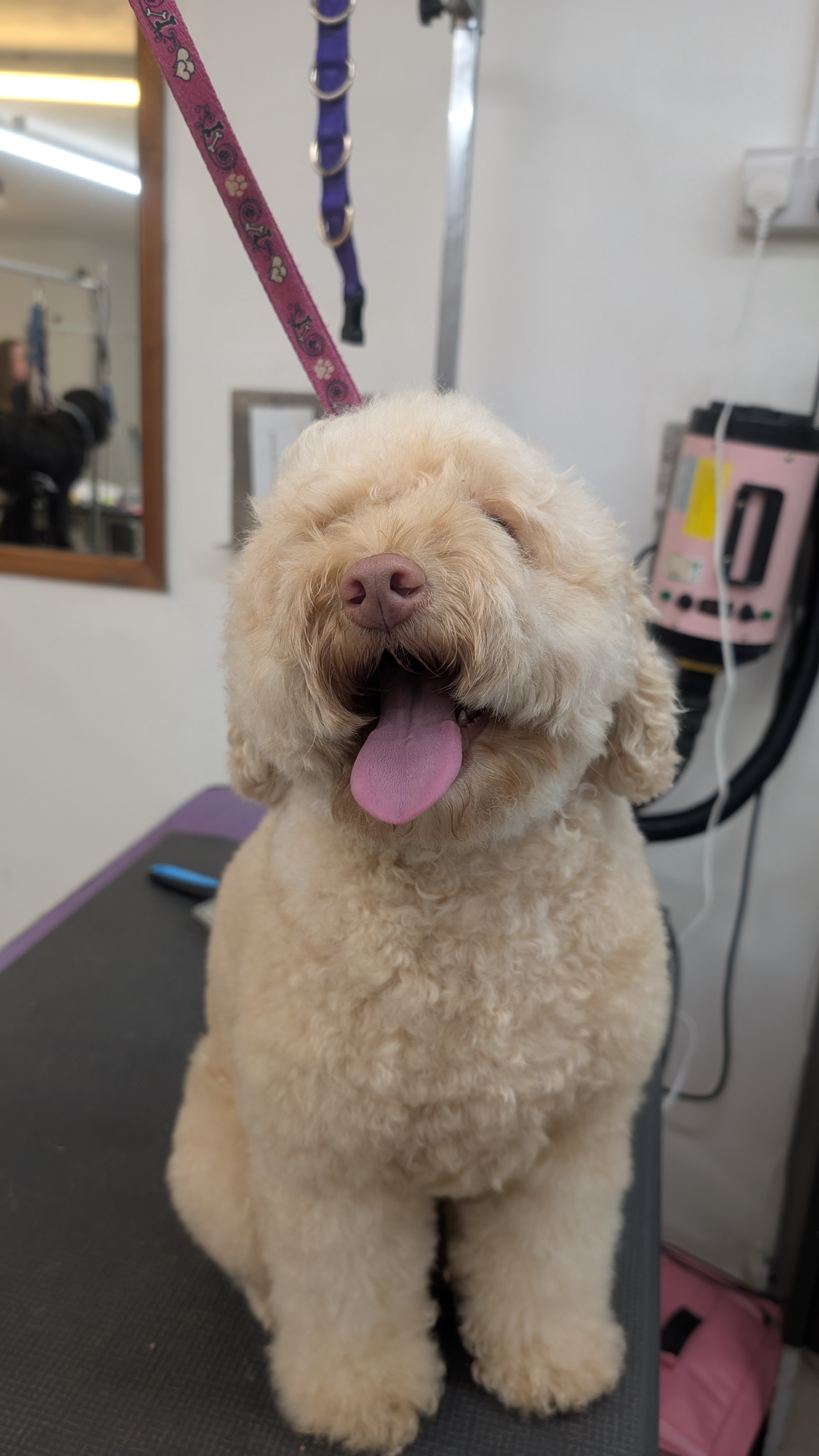 Groomzy Paws Dog Grooming | Taunton's image