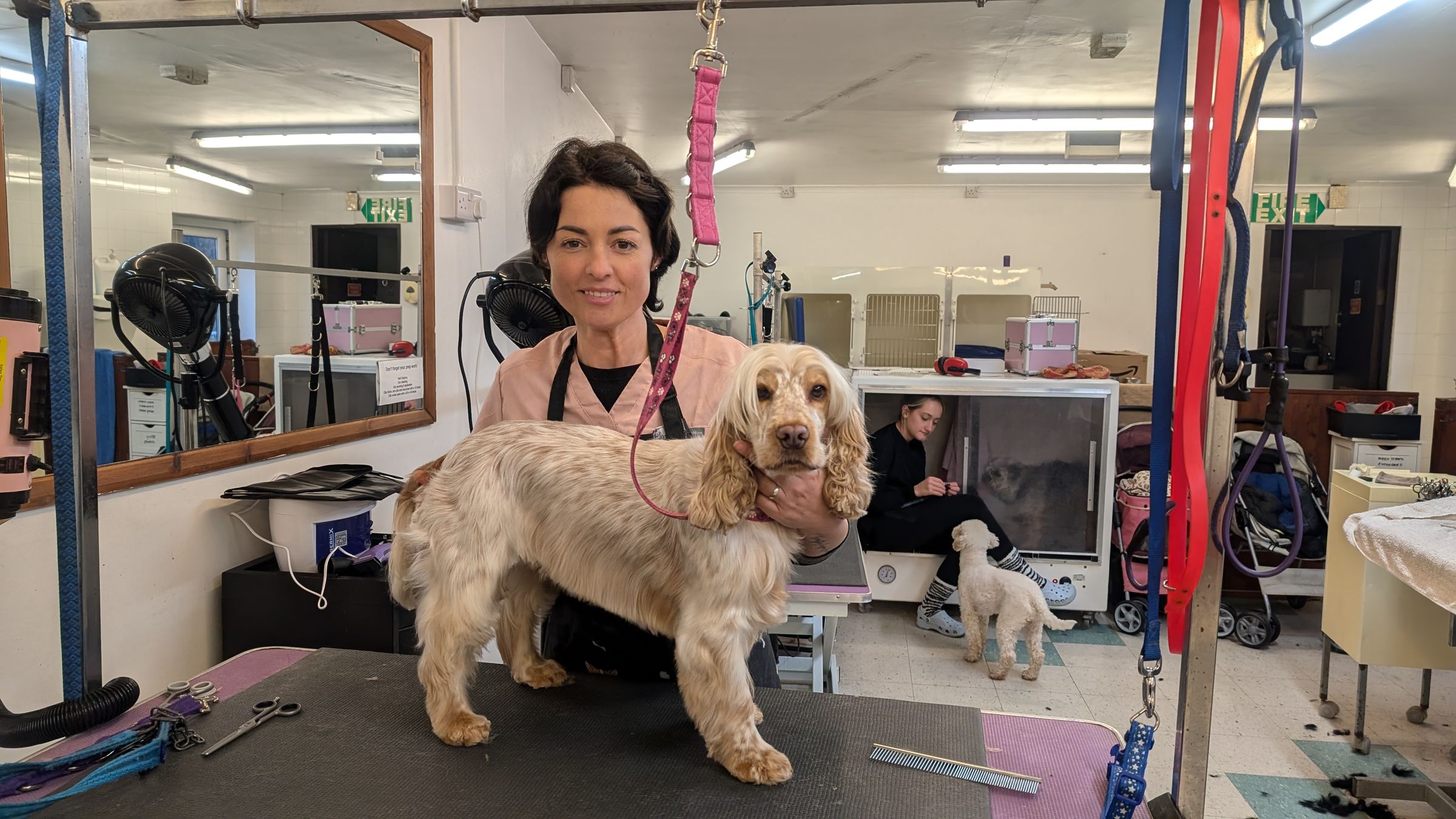Groomzy Paws Dog Grooming | Taunton's image