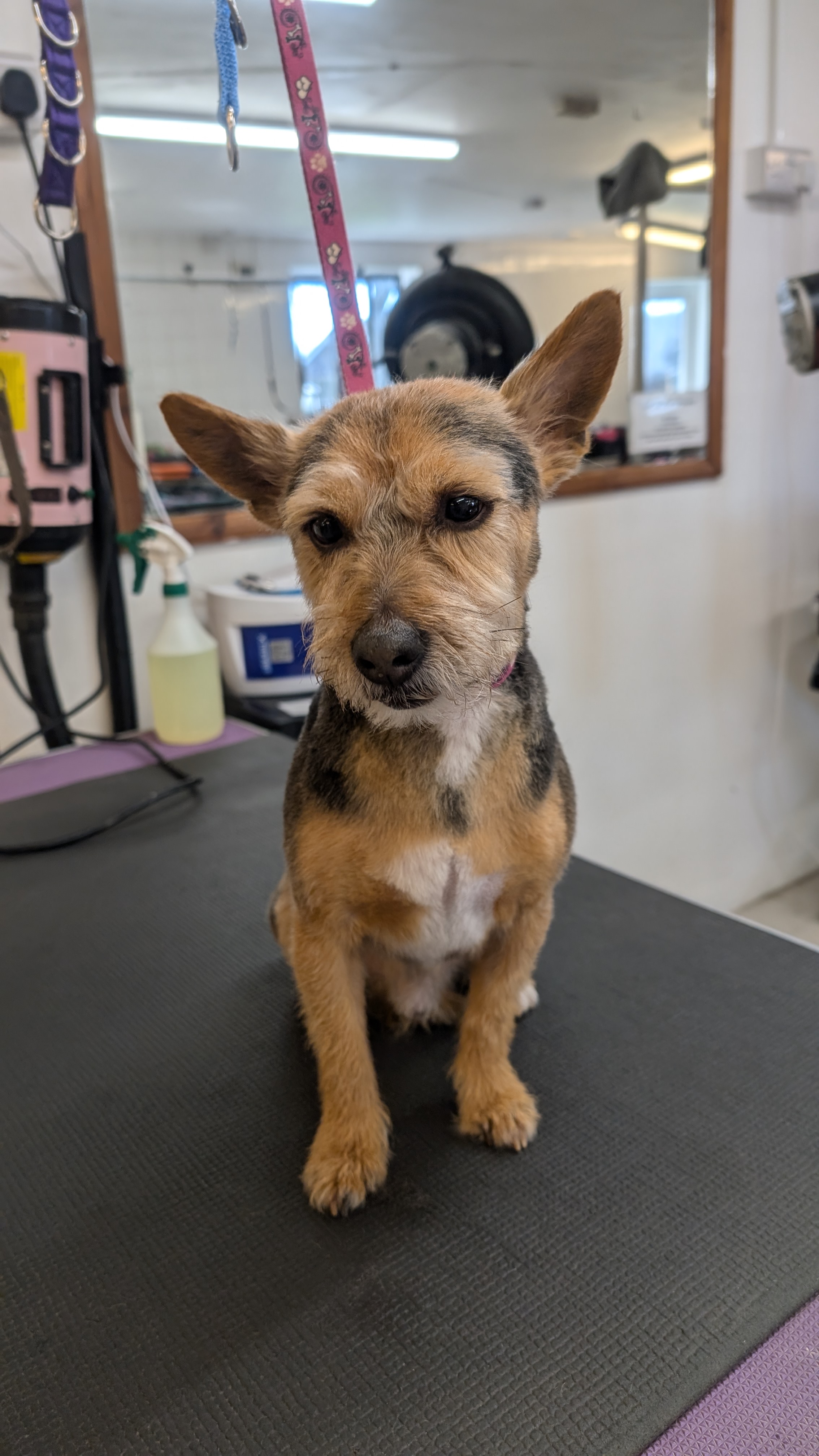 Groomzy Paws Dog Grooming | Taunton's image