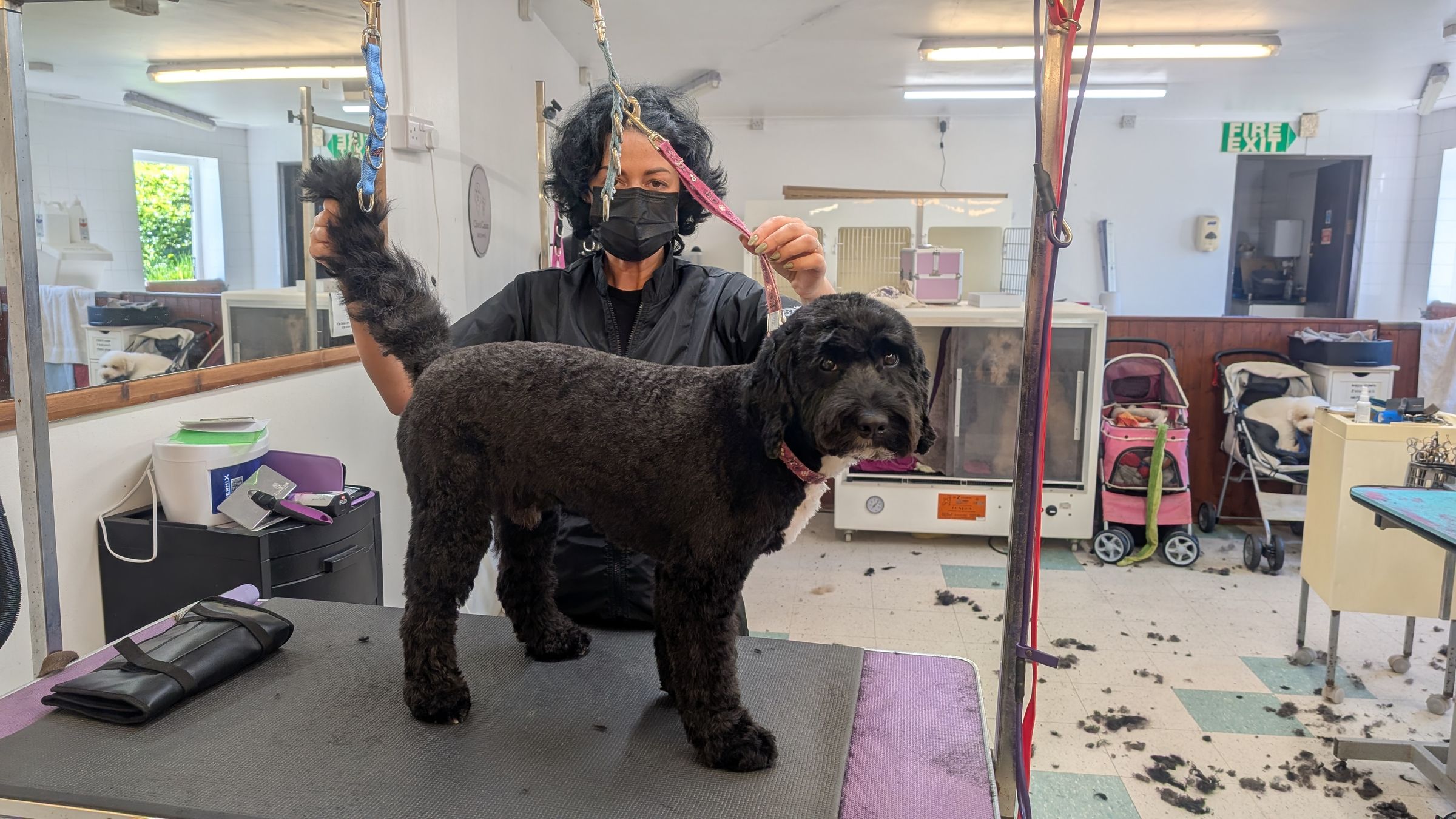 Groomzy Paws Dog Grooming | Taunton's image
