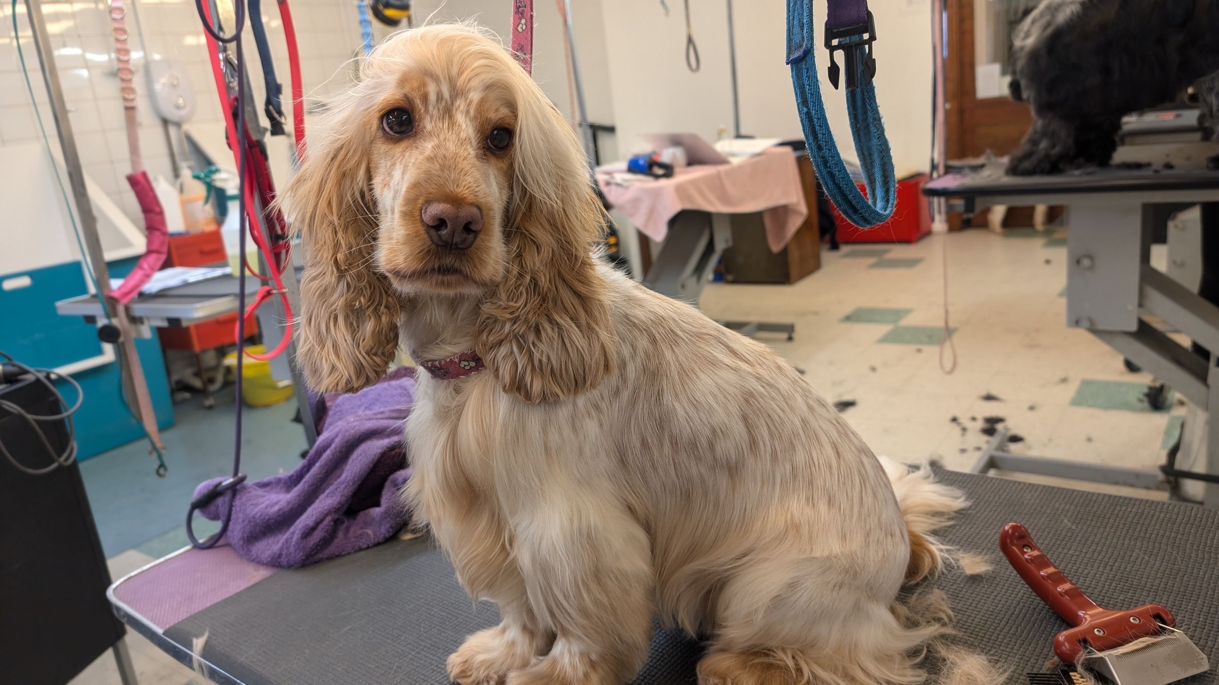 Groomzy Paws Dog Grooming | Taunton's image